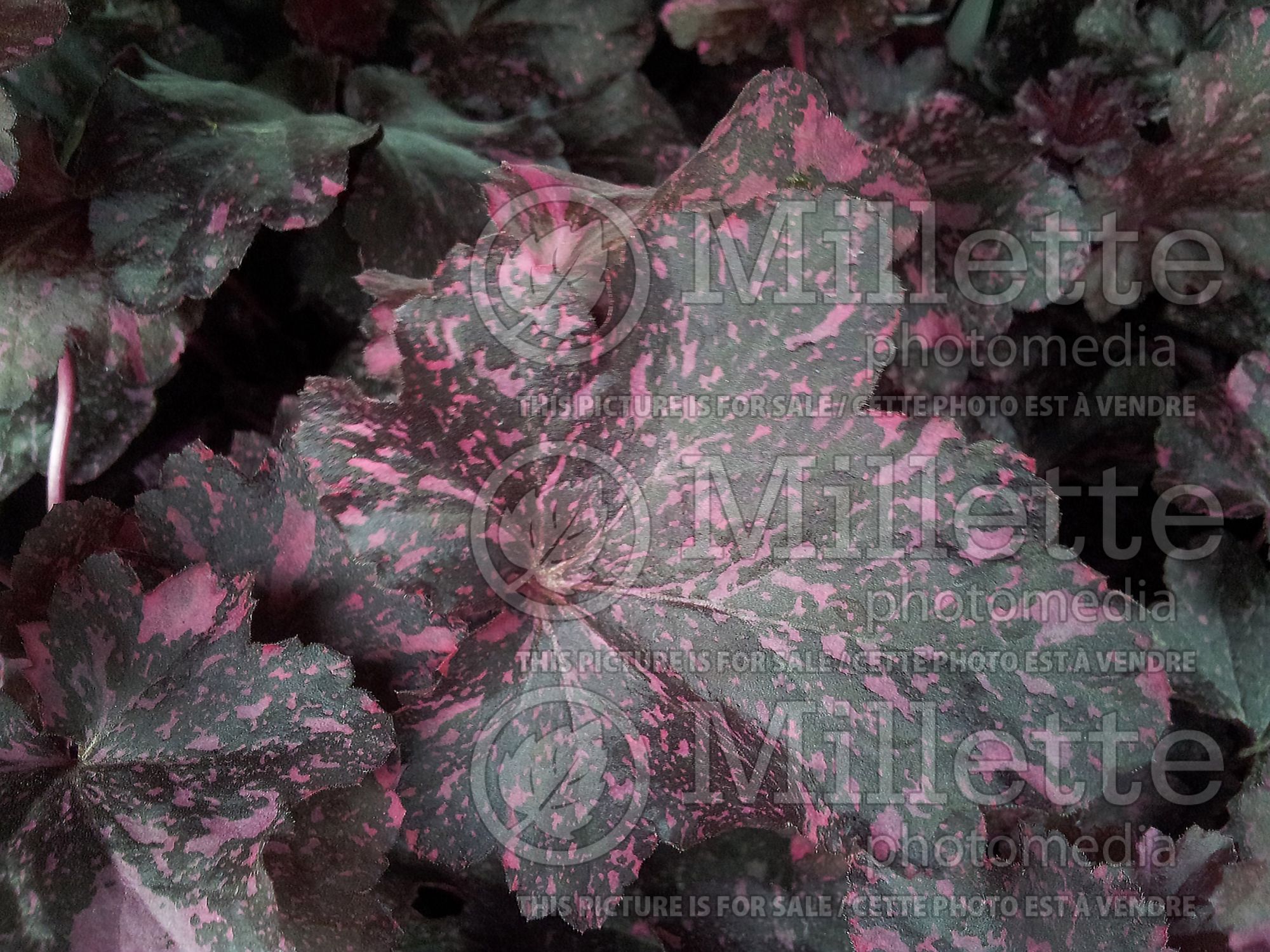 Heuchera Midnight Rose (Coral Bells) 2