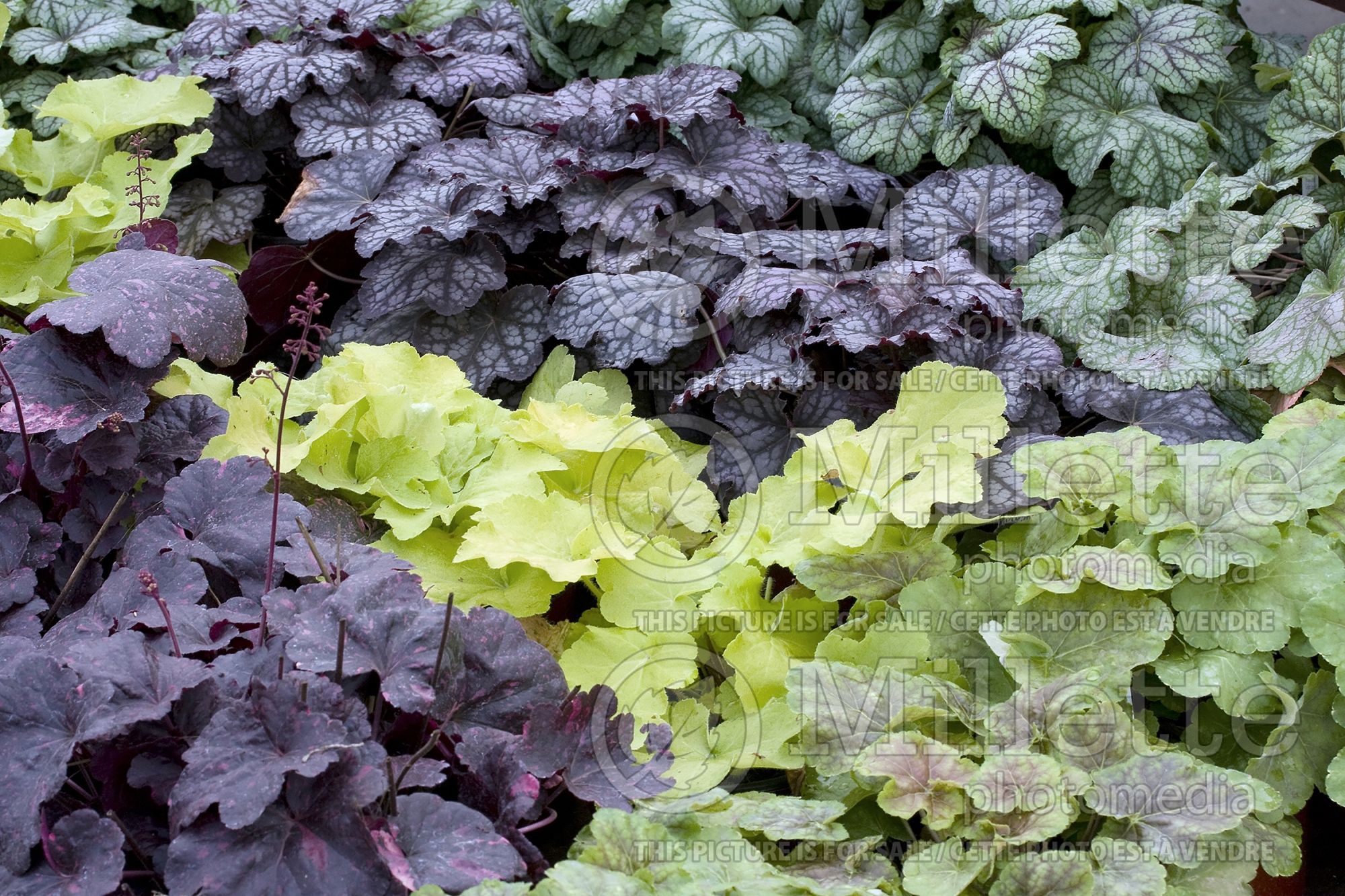 Heuchera Mix (Coral Bells mix) 1