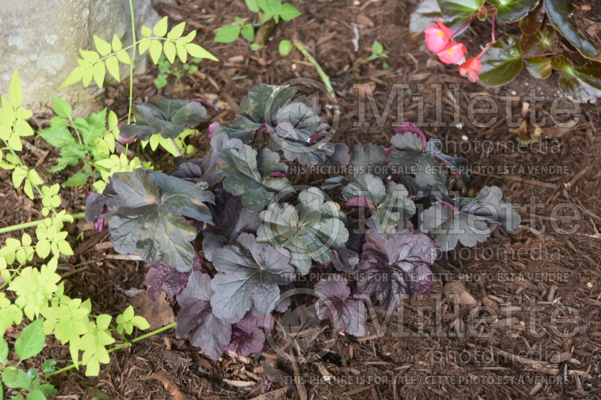 Heuchera Molly Bush (Coral Bells) 2