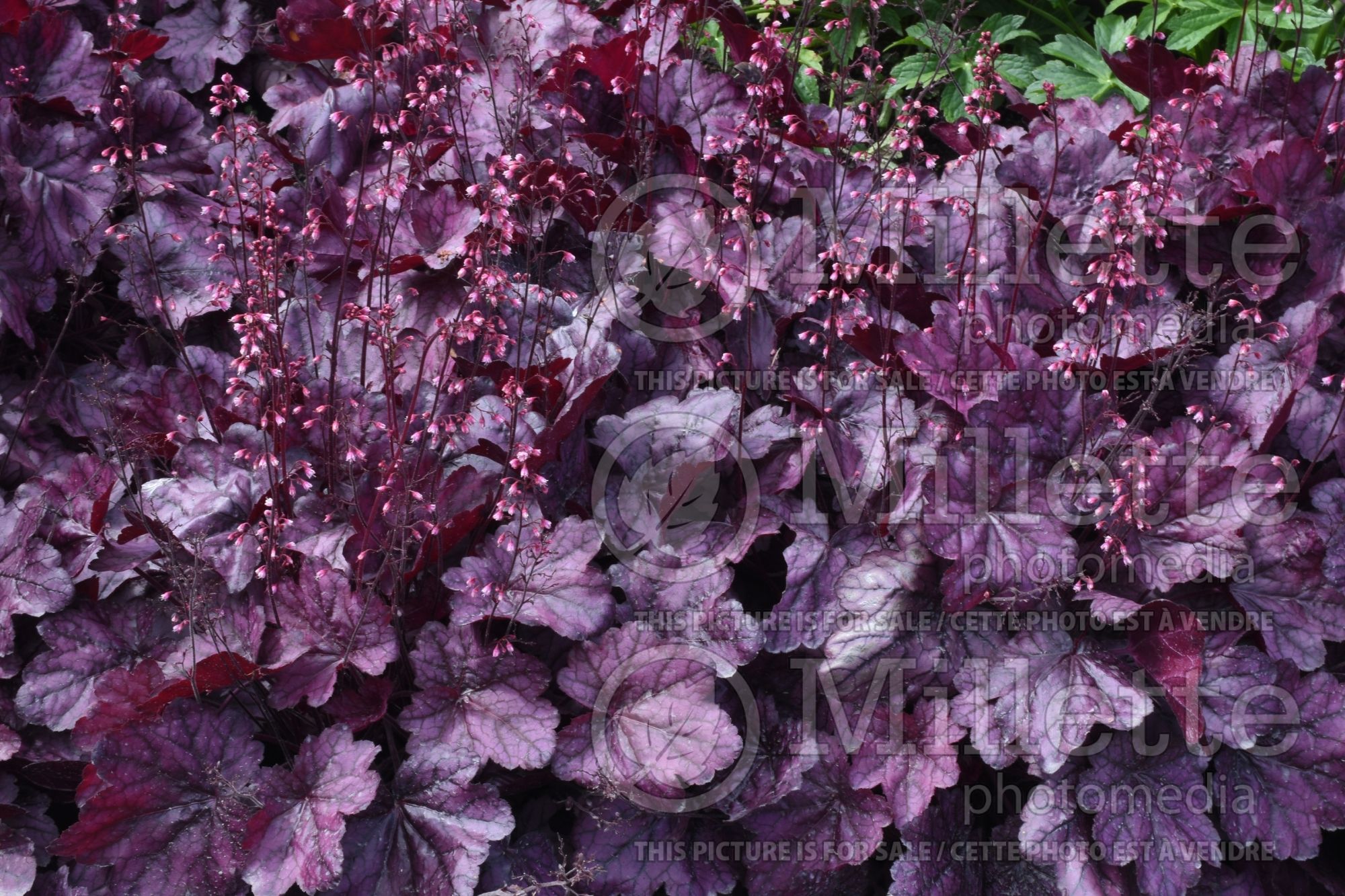 Heuchera Primo Wild Rose (Coral Bells) 2