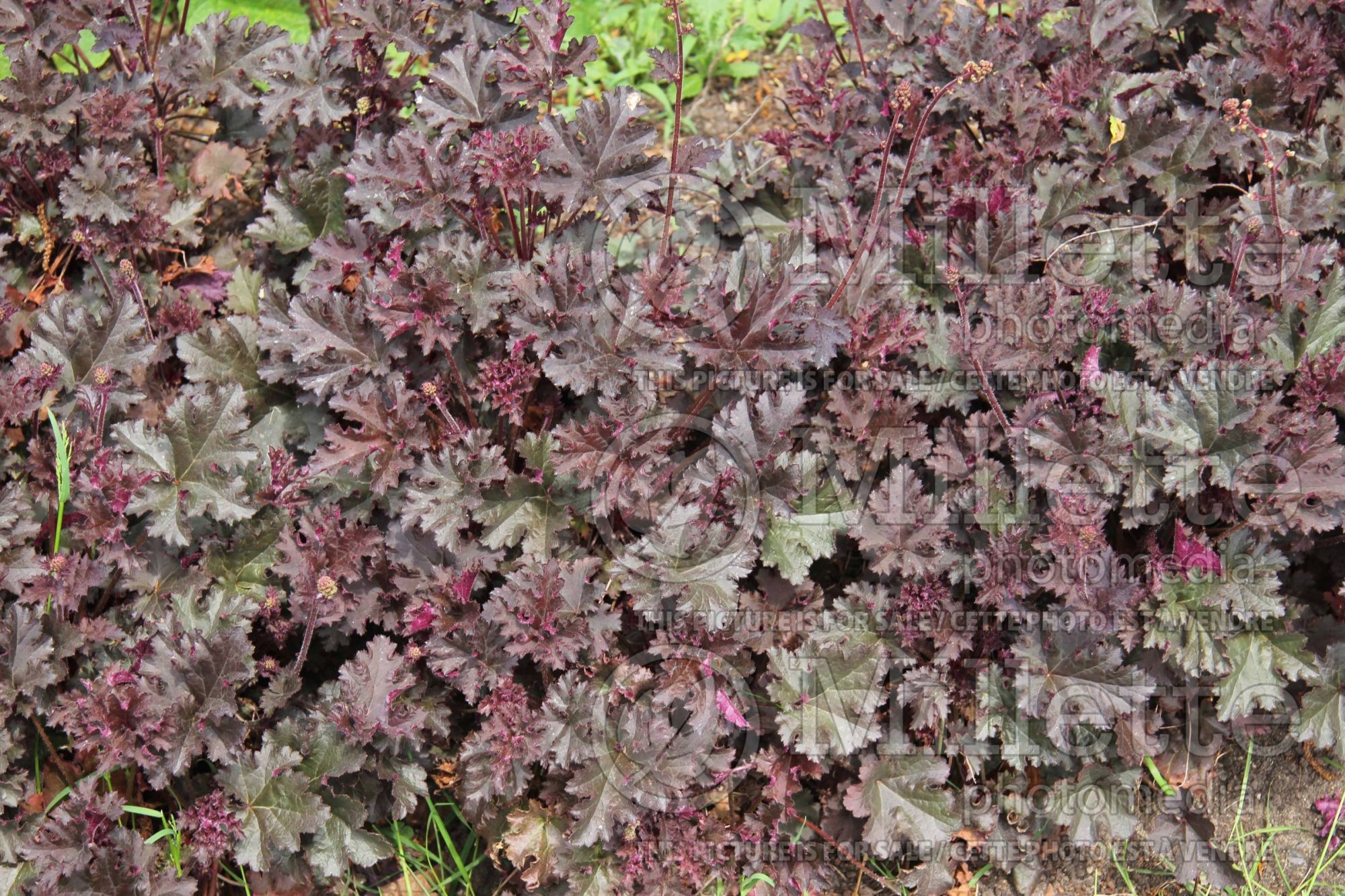 Heuchera Purple Petticoats (Coral Bells) 3