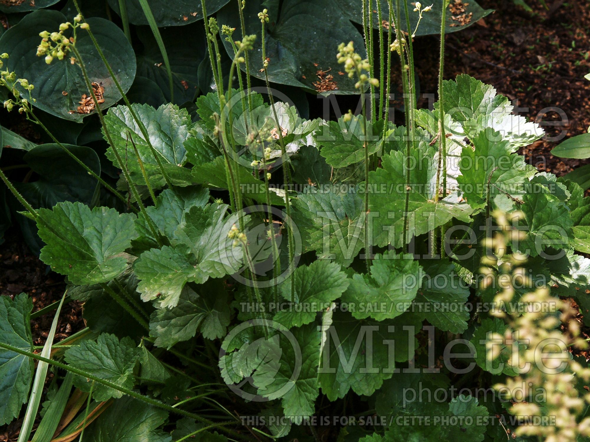 Heuchera richardsonii (Coral Bells - alum root) 2