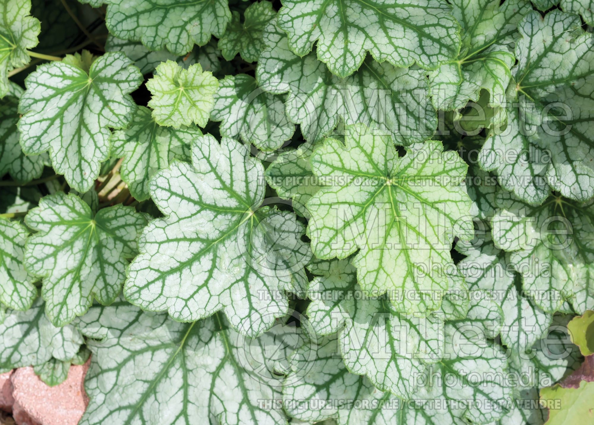 Heuchera Venus (Coral Bells) 4