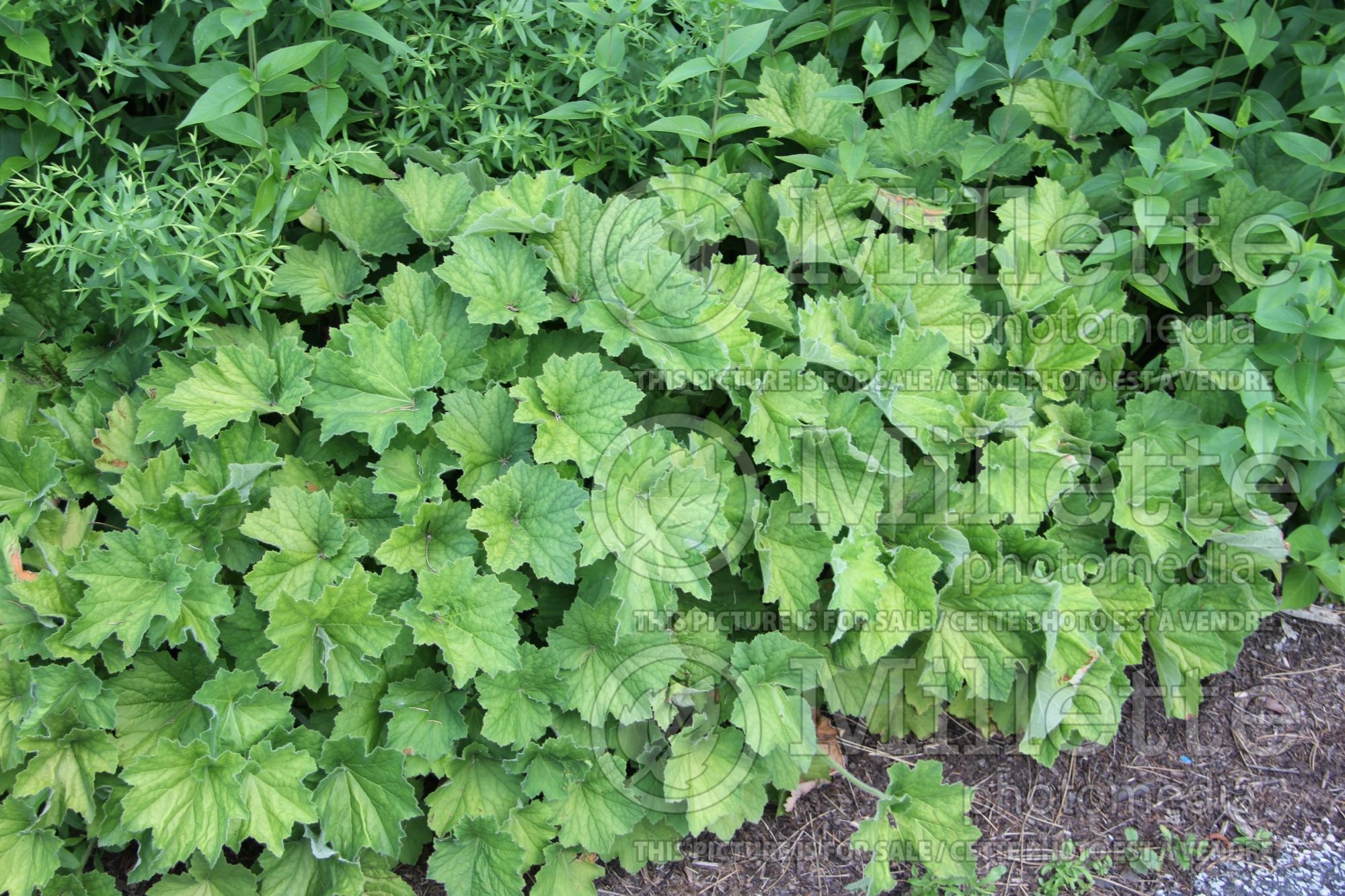 Heuchera Autumn Bride (Coral Bells alumroot) 4