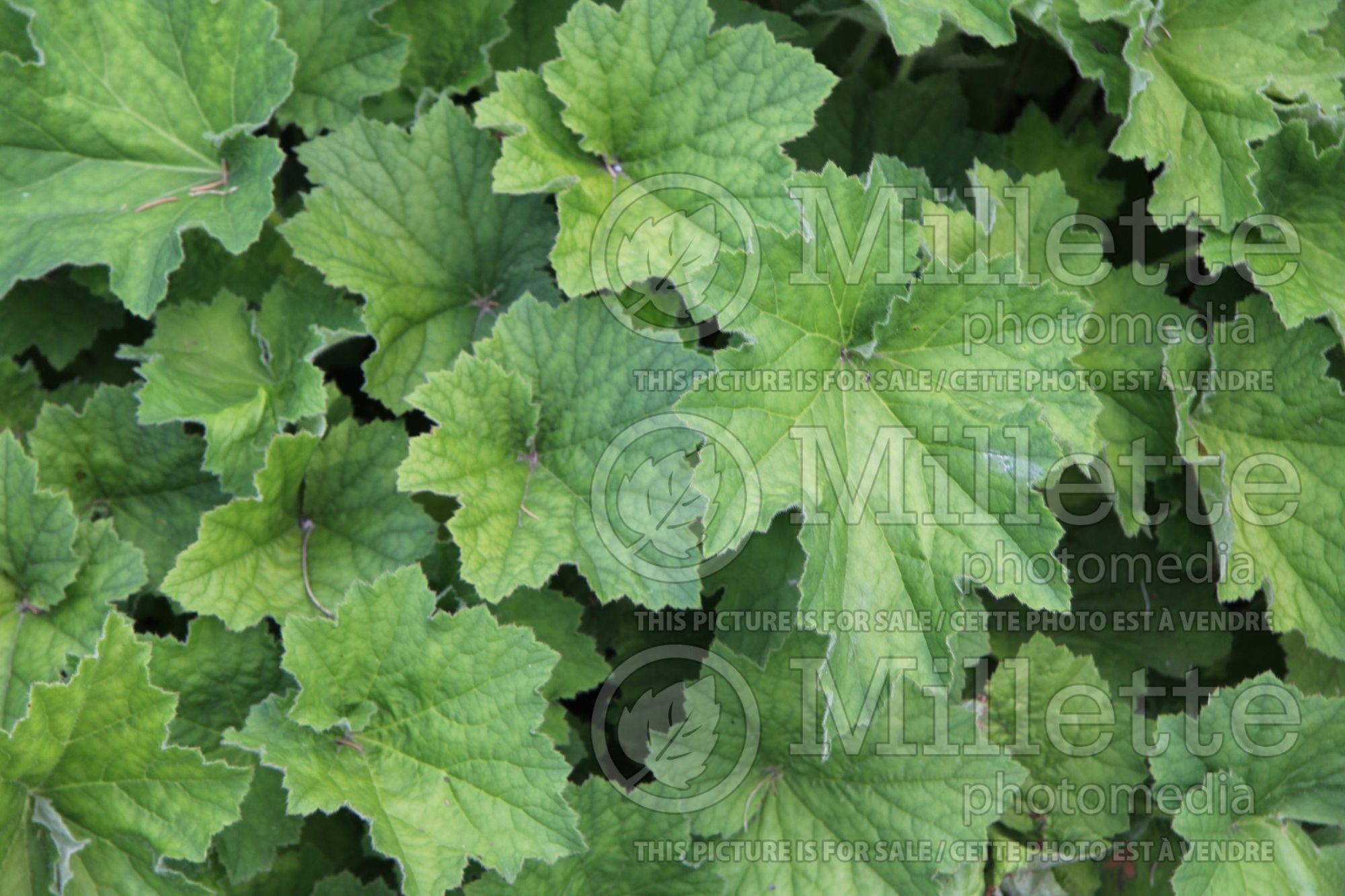 Heuchera Autumn Bride (Coral Bells alumroot) 5