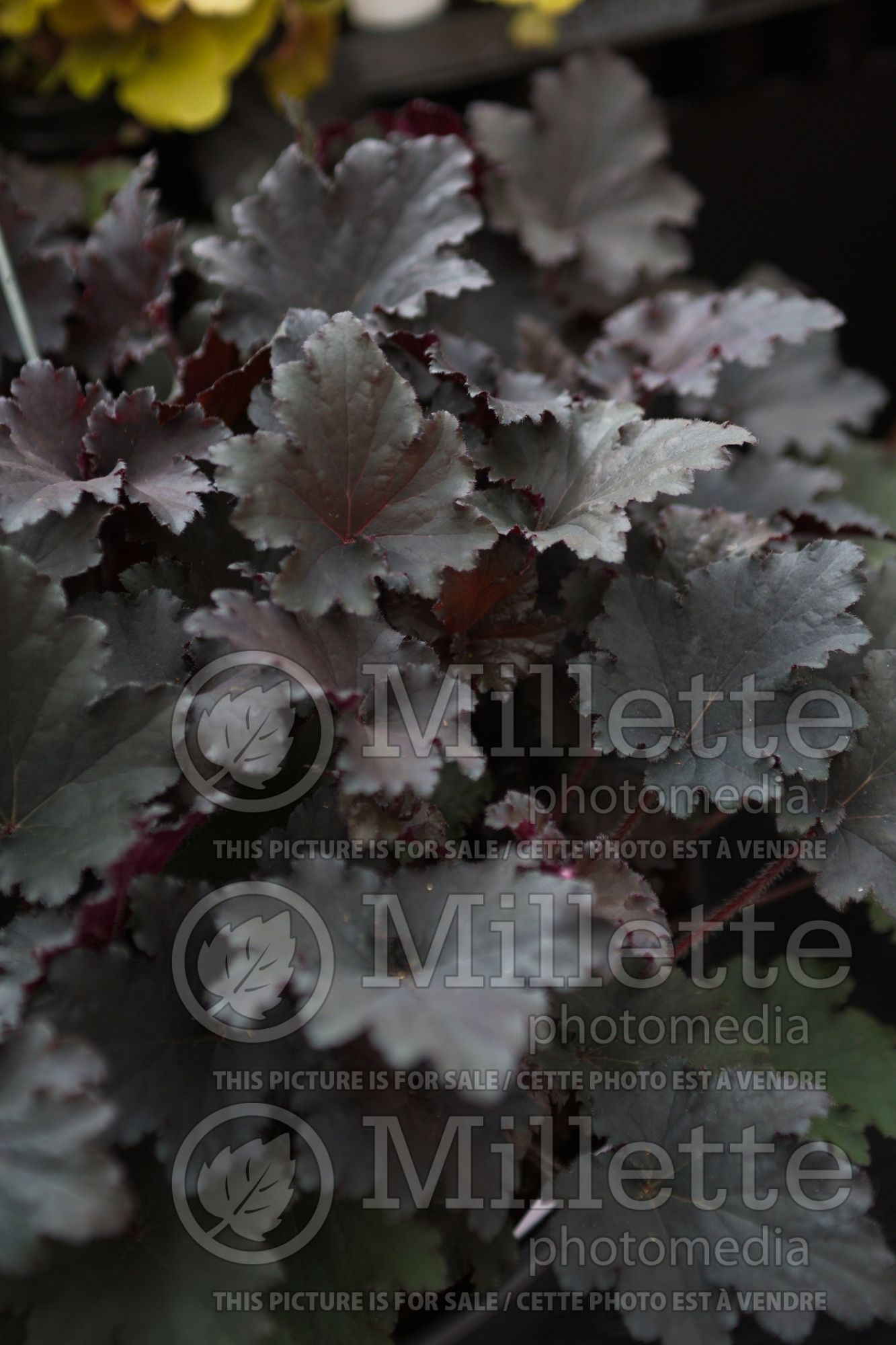 Heuchera Binoche (Coral Bells alum root) 3