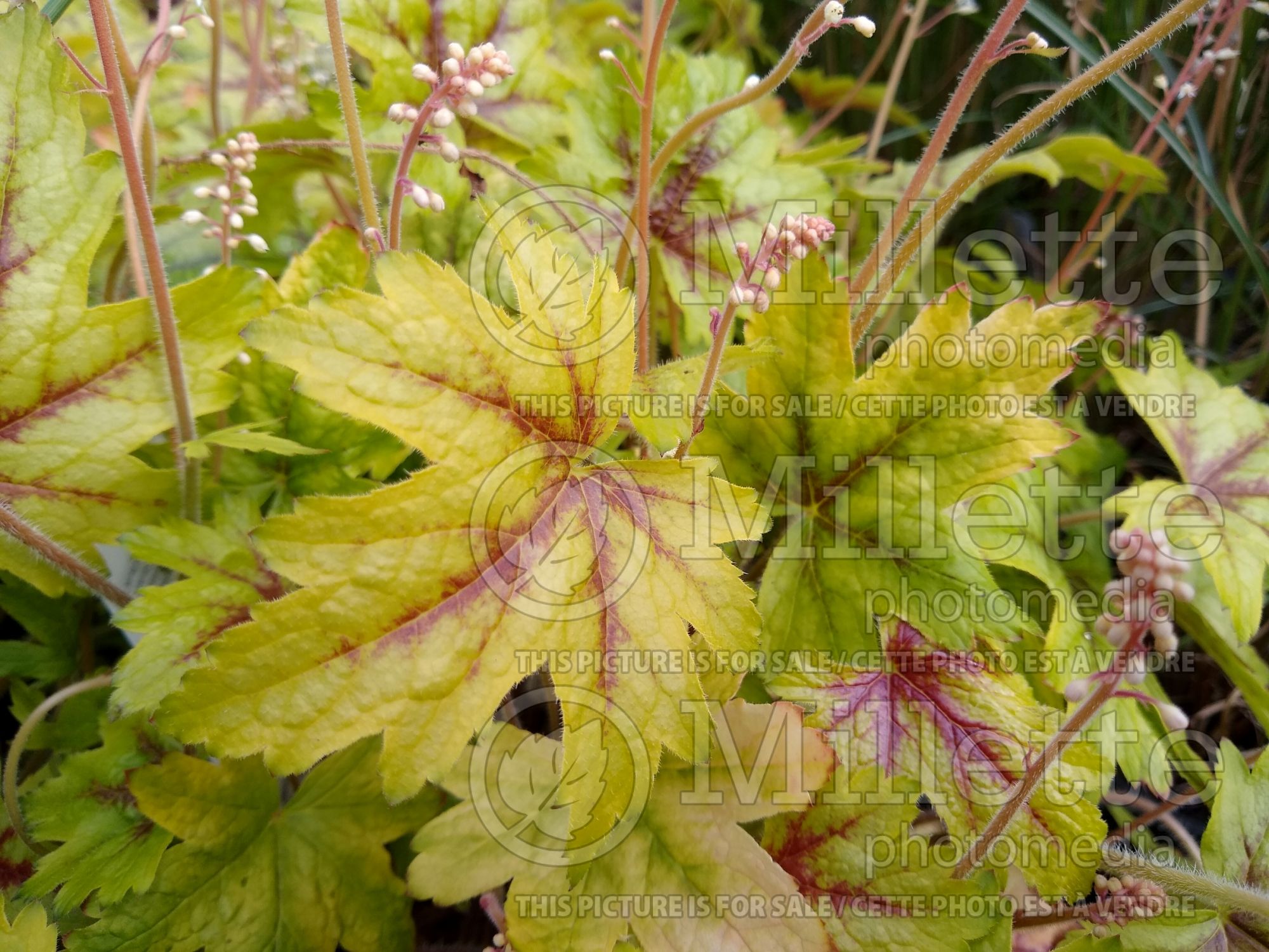 Heucherella Alabama Sunrise (Foamy Bells) 2