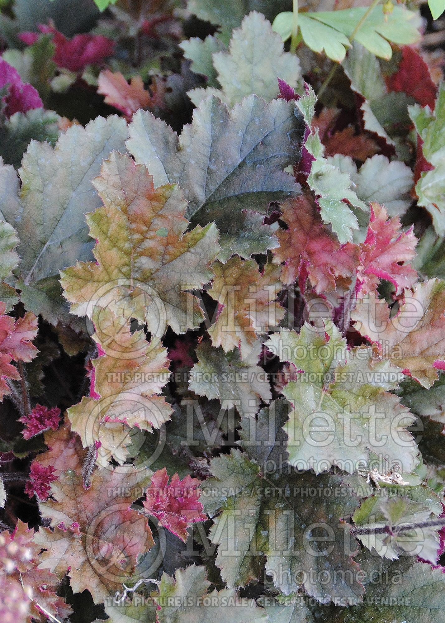 Heucherella Chocolate Lace (Foamy bells) 2