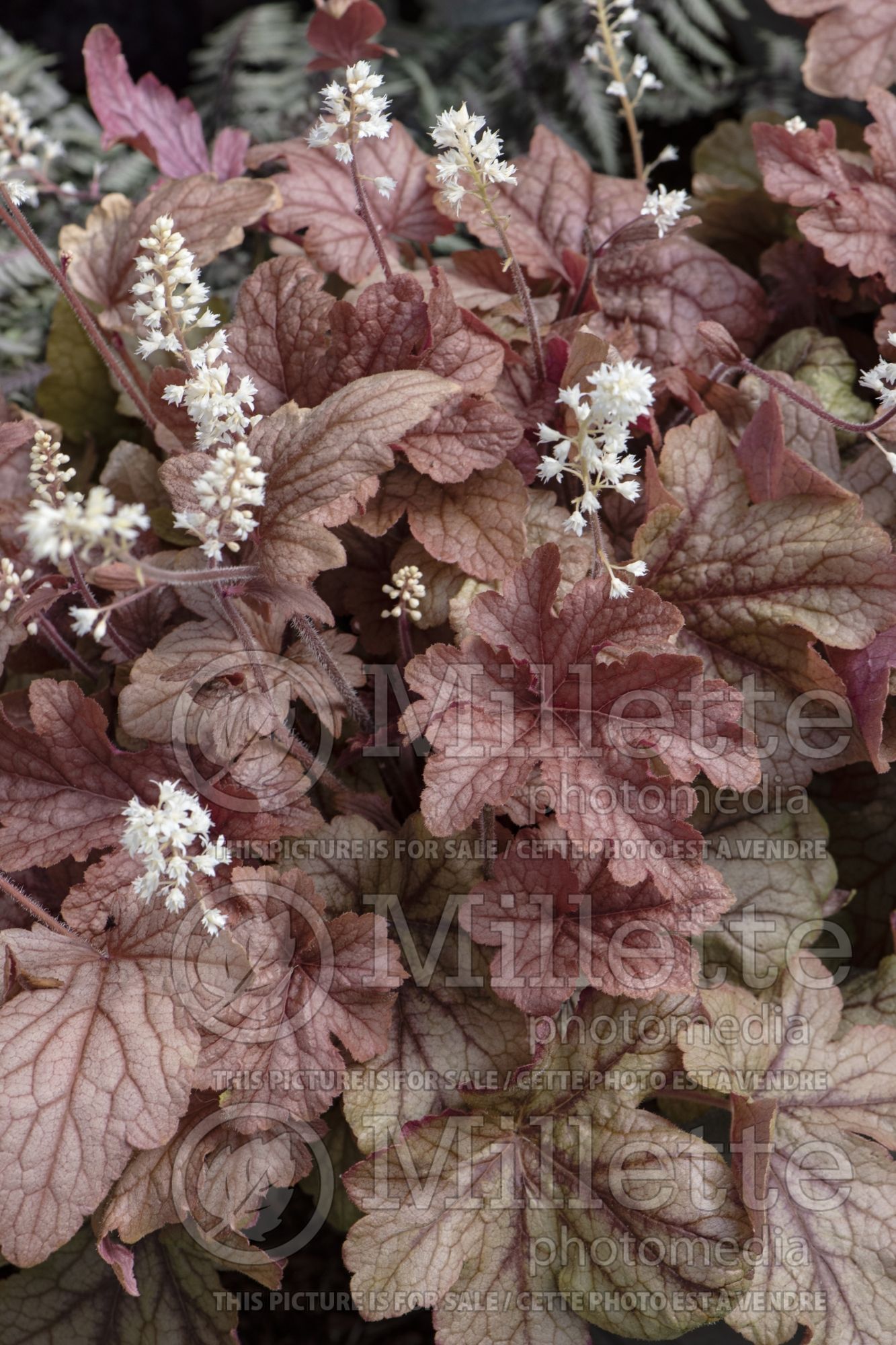 Heucherella Peach Tea (Coral Bells alum root) 1