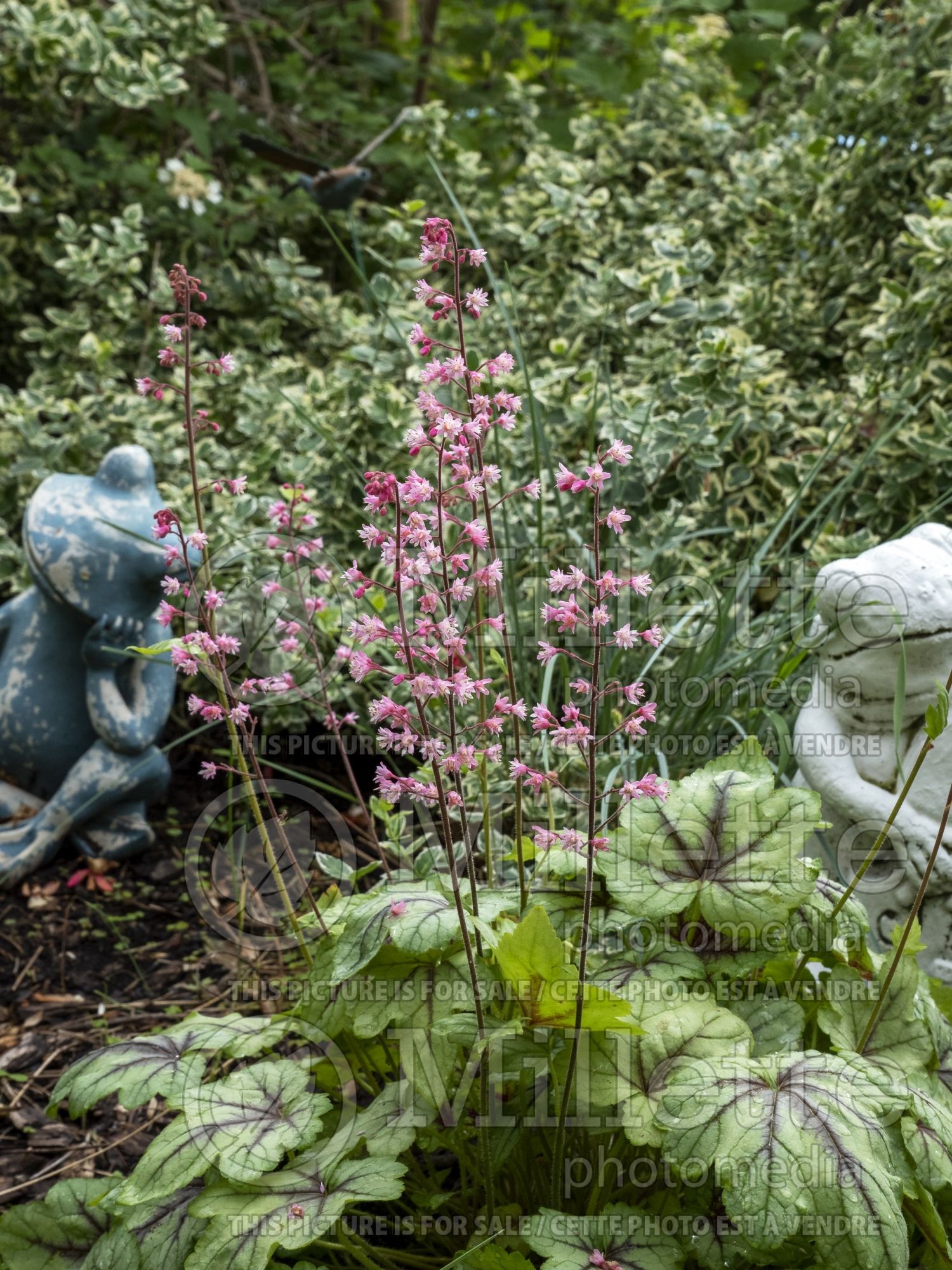 Heucherella Pink Fizz (Foamy bells) 2