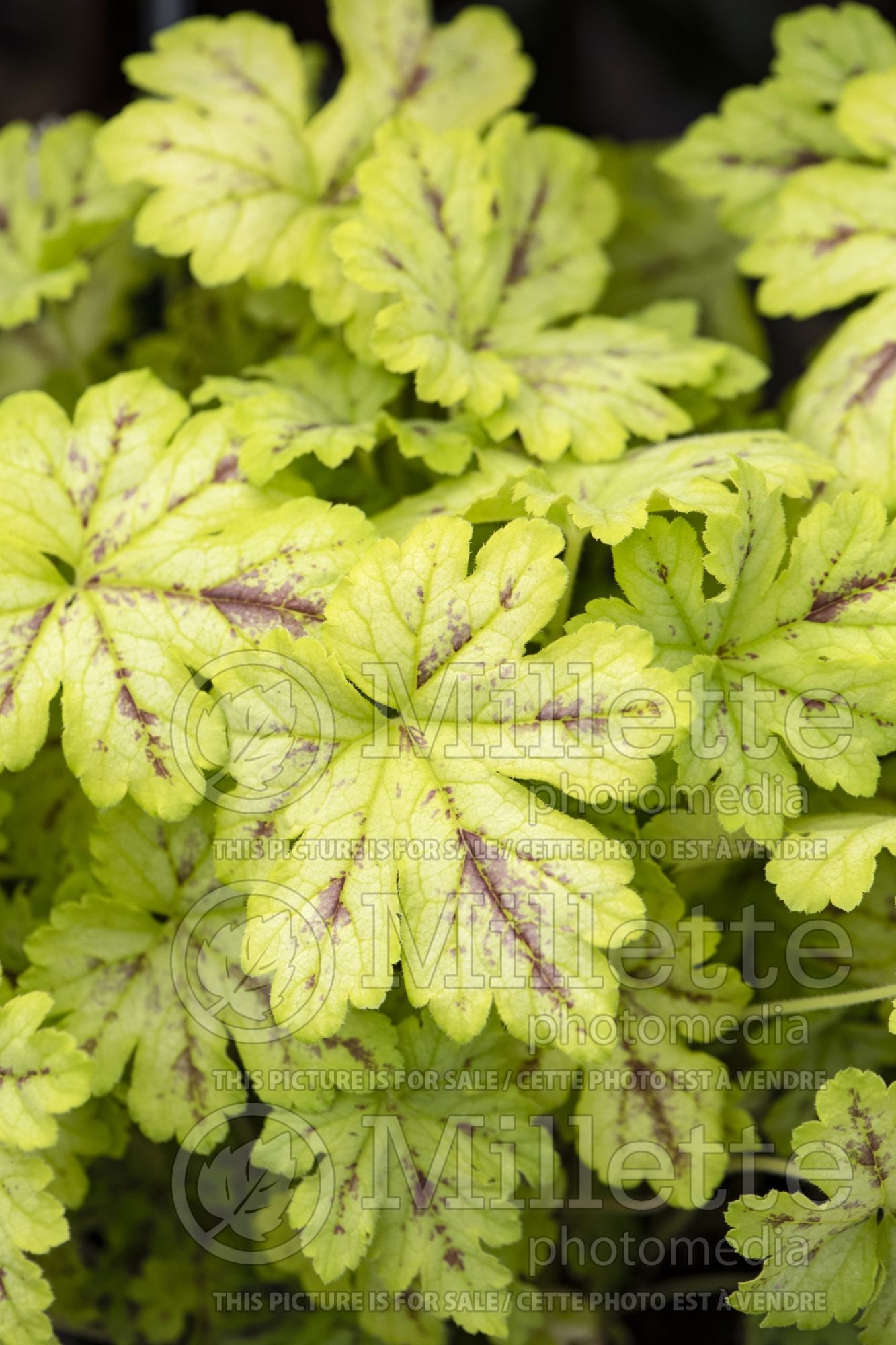 Heucherella Spicy Lime (Coral Bells alum root) 1