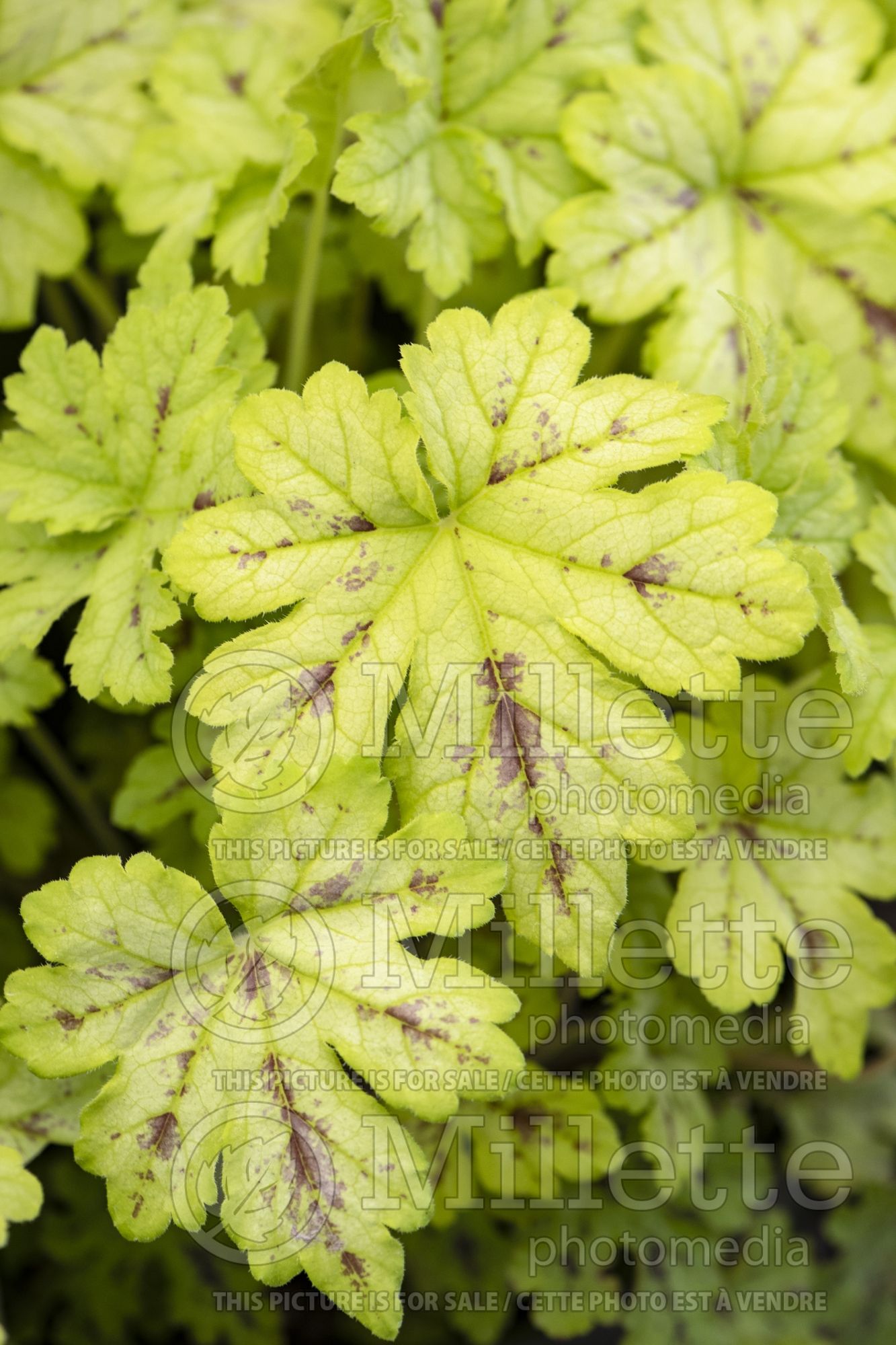 Heucherella Spicy Lime (Coral Bells alum root) 2