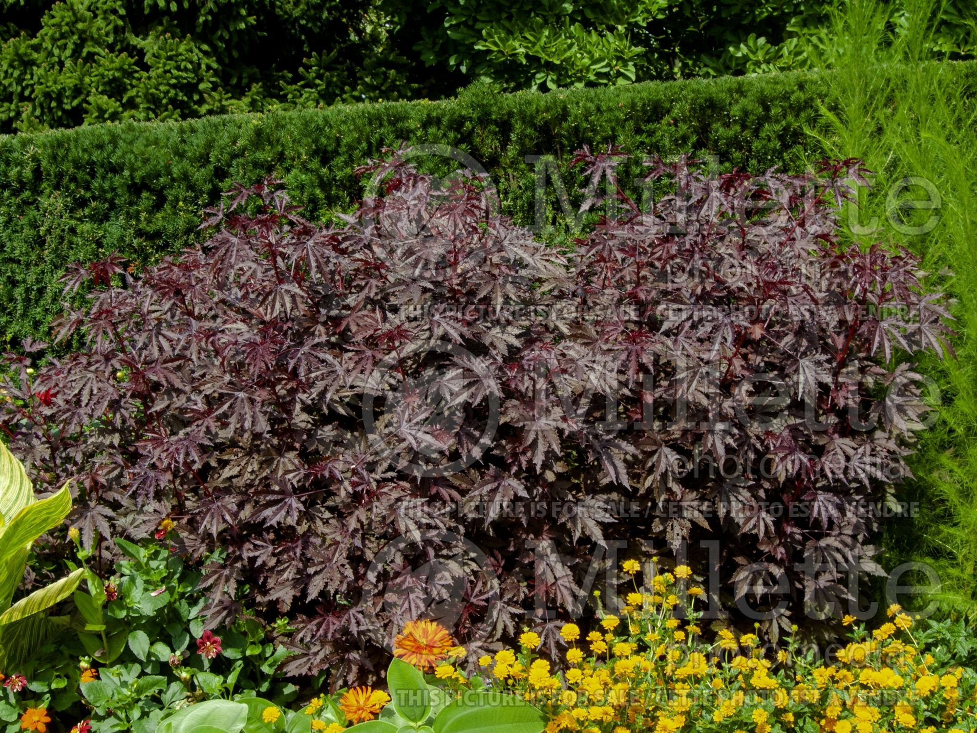 Hibiscus Maple Sugar (African Rose Mallow) 1