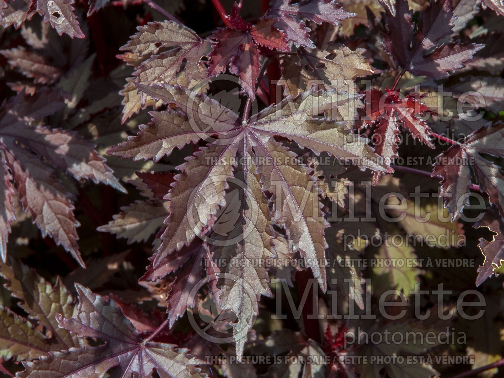 Hibiscus Maple Sugar (African Rose Mallow) 2