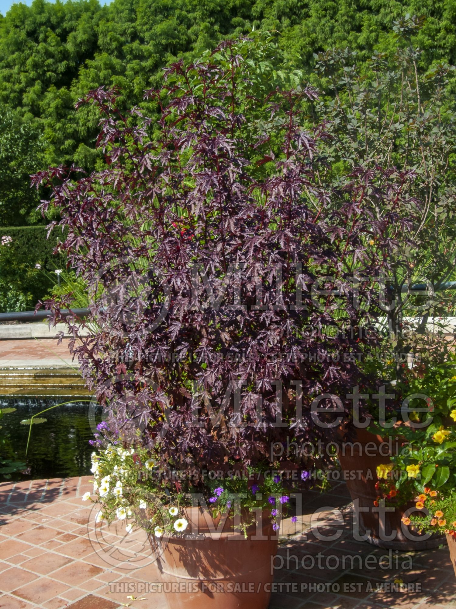 Hibiscus Maple Sugar (African Rose Mallow) 3