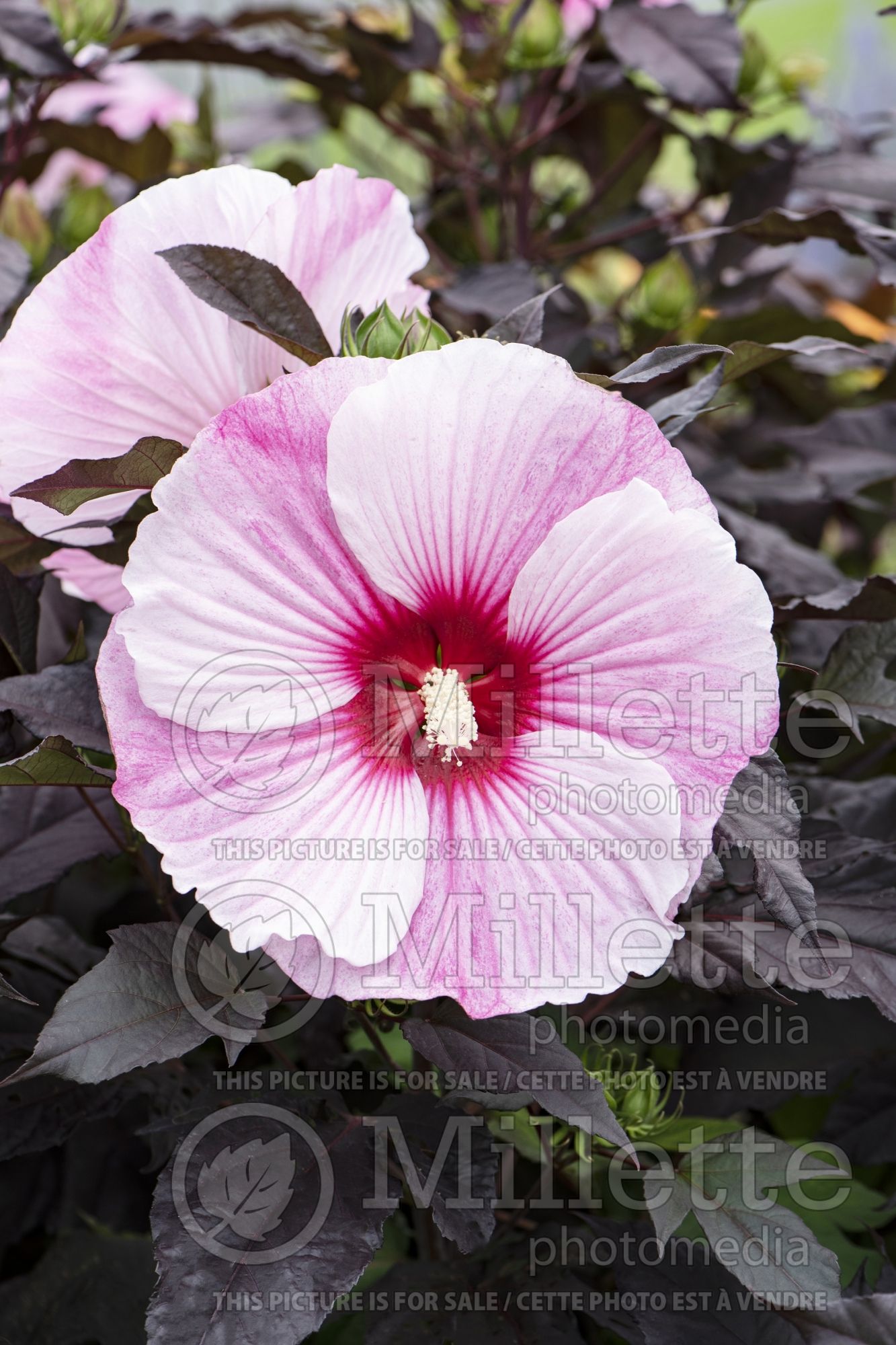Hibiscus Starry Starry Night (African Rose Mallow) 1