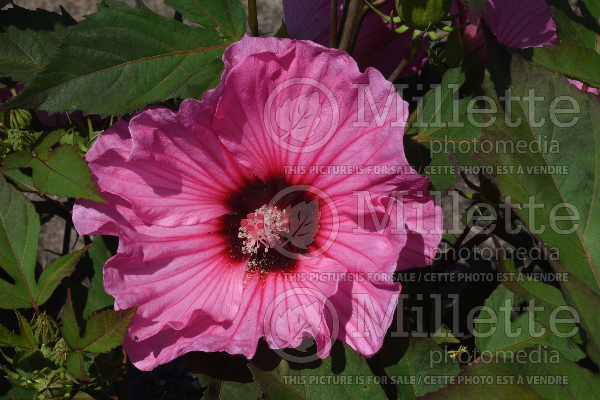 Hibiscus Summerific Candy Crush (Rose Mallow rose of Sharon) 1