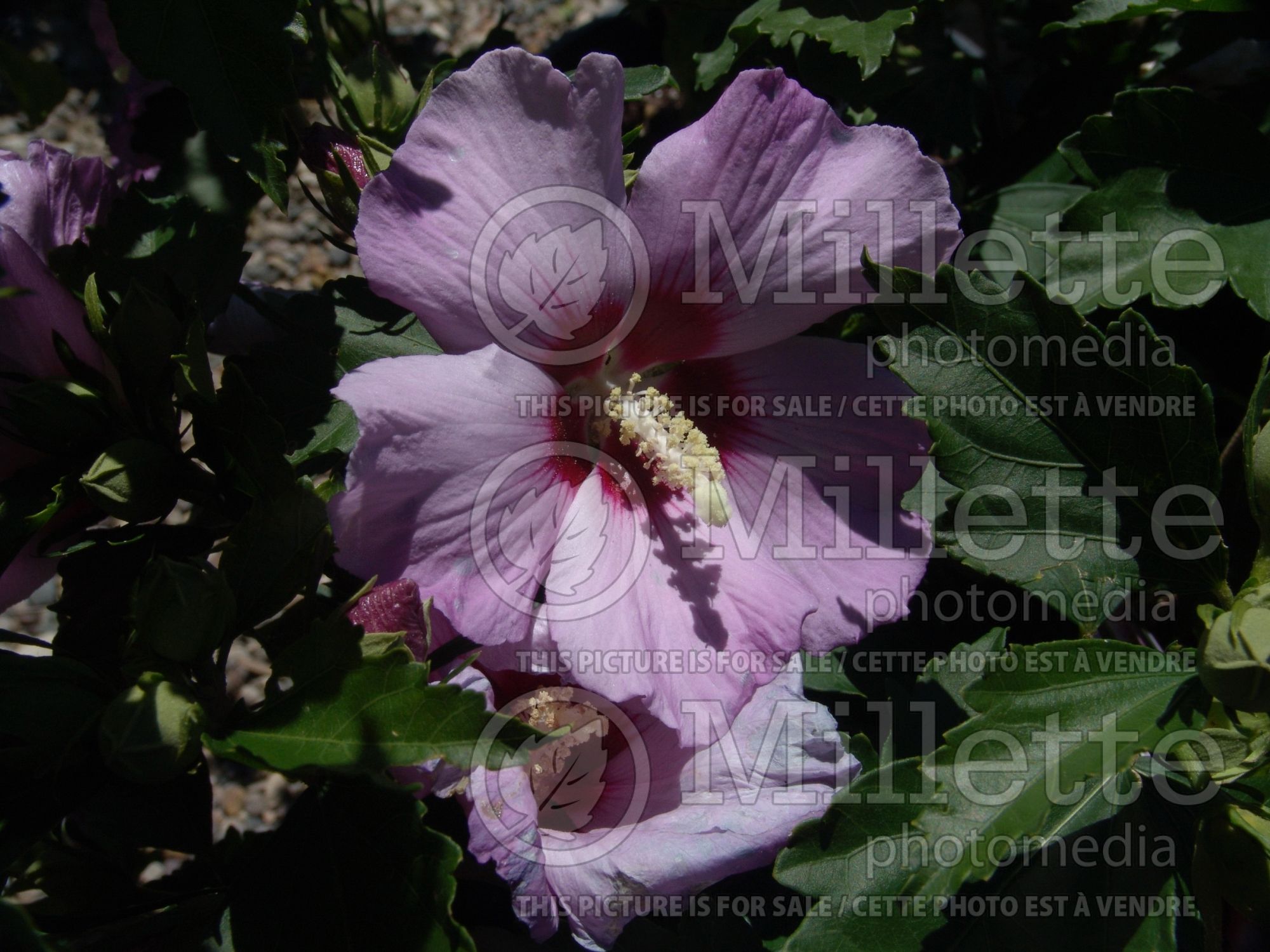 Hibiscus Minerva (Hibiscus rose of Sharon) 2