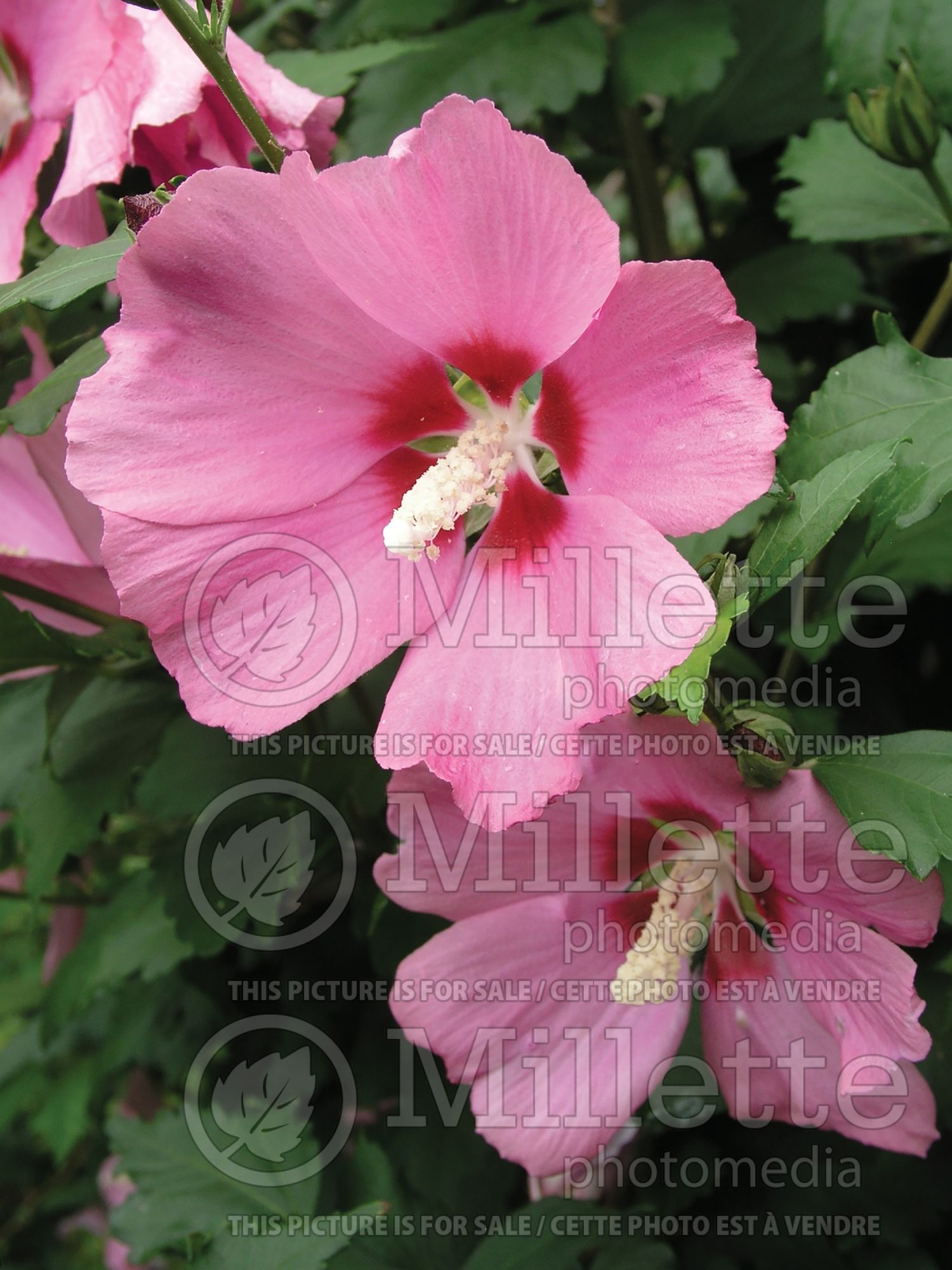Hibiscus Minerva (Hibiscus rose of Sharon) 4