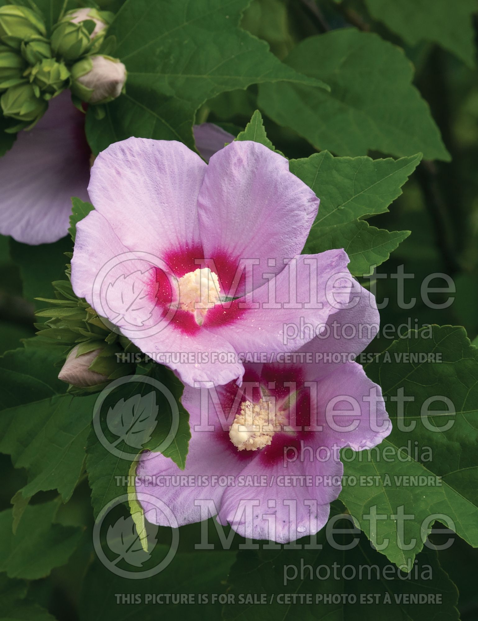 Hibiscus Minerva (Hibiscus rose of Sharon) 5
