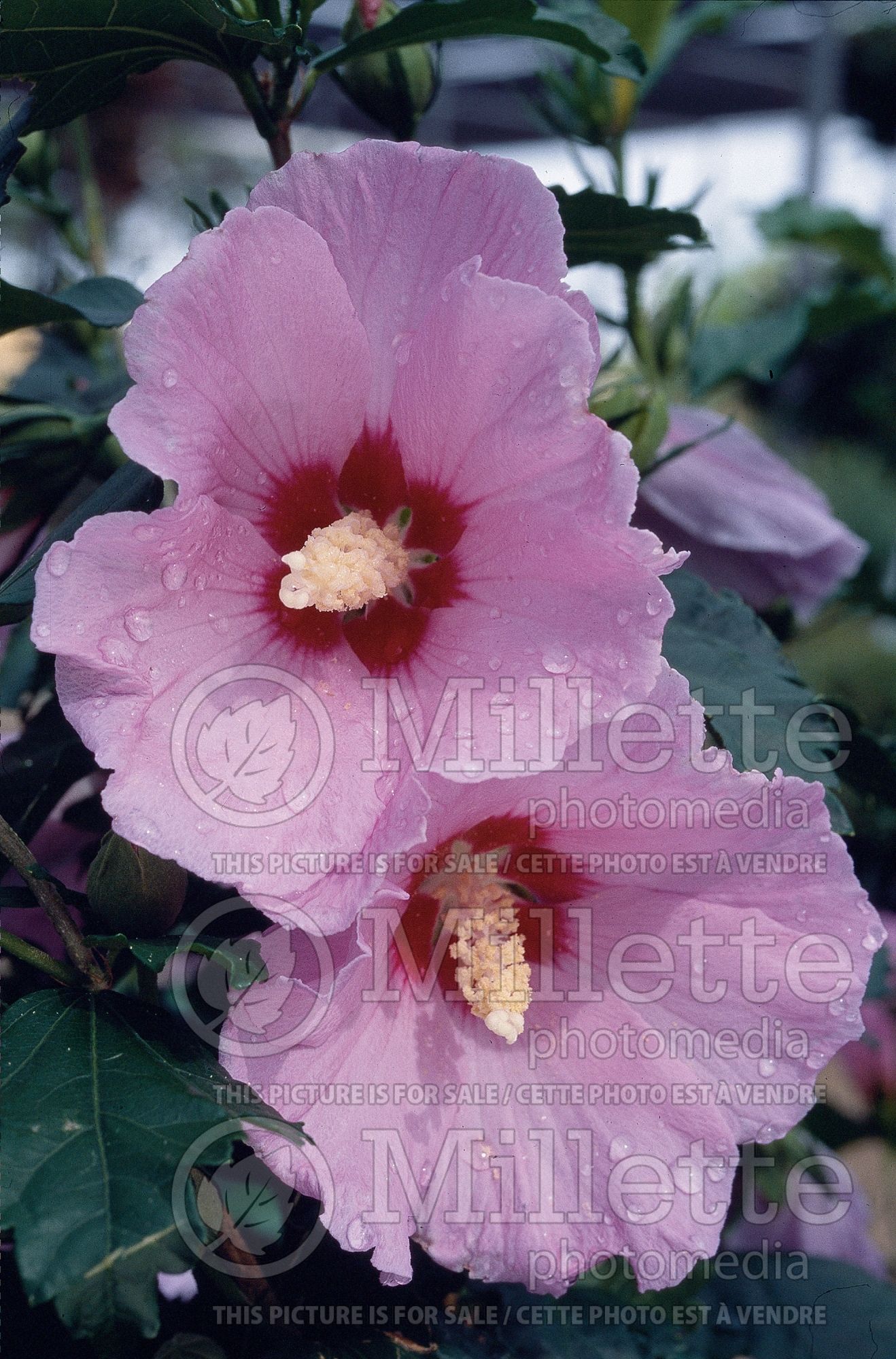 Hibiscus Minerva (Hibiscus rose of Sharon) 3