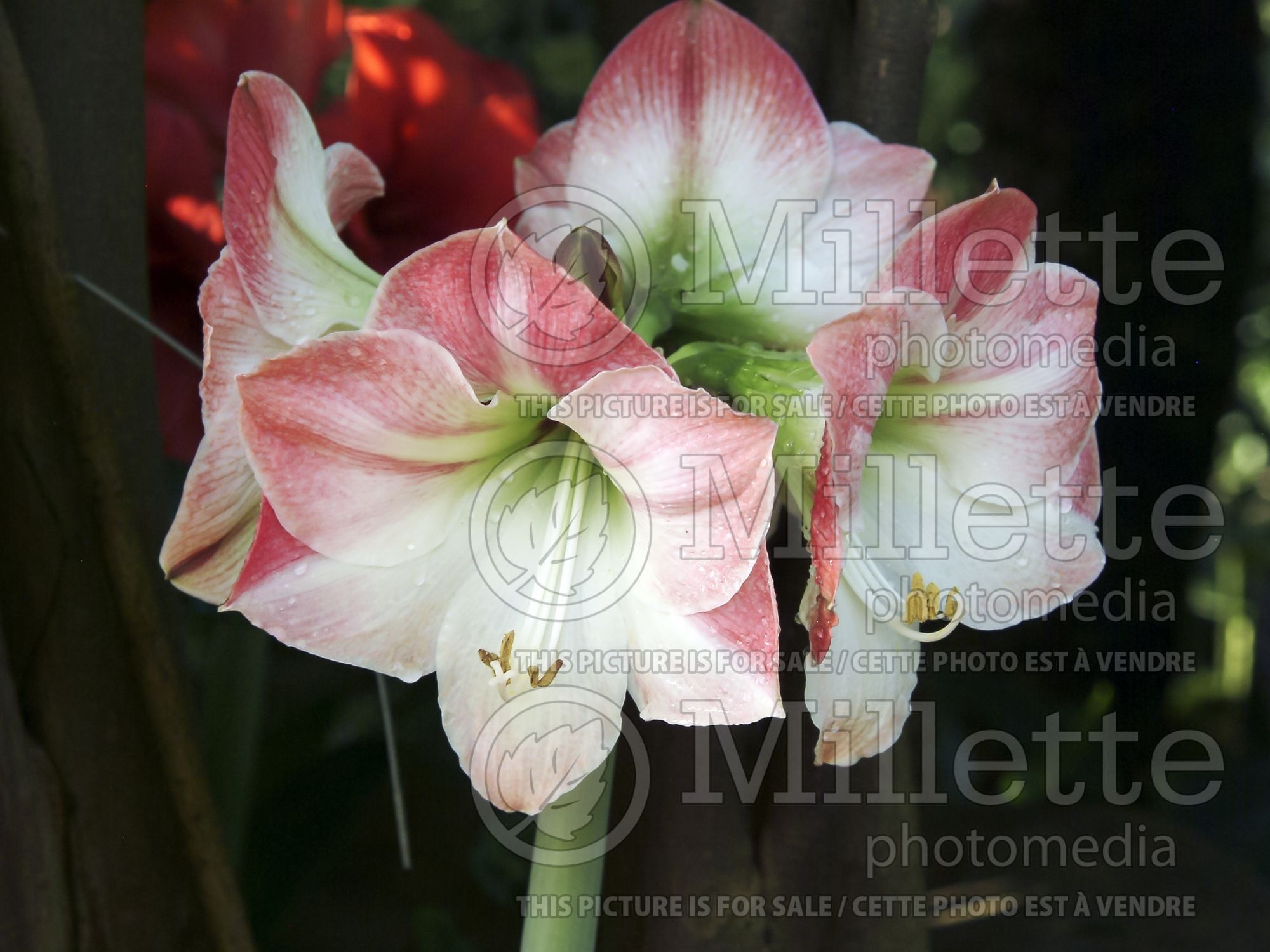 Hippeastrum aka Amaryllis Apple Blossom (Amaryllis) 4