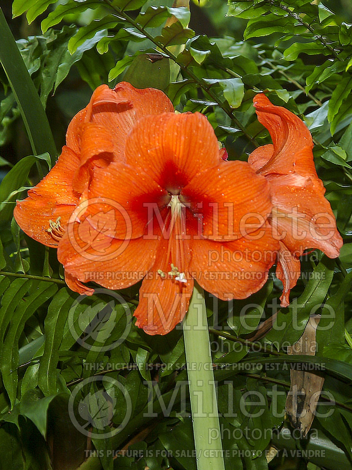 Hippeastrum aka Amaryllis Gold Medal (Amaryllis) 1