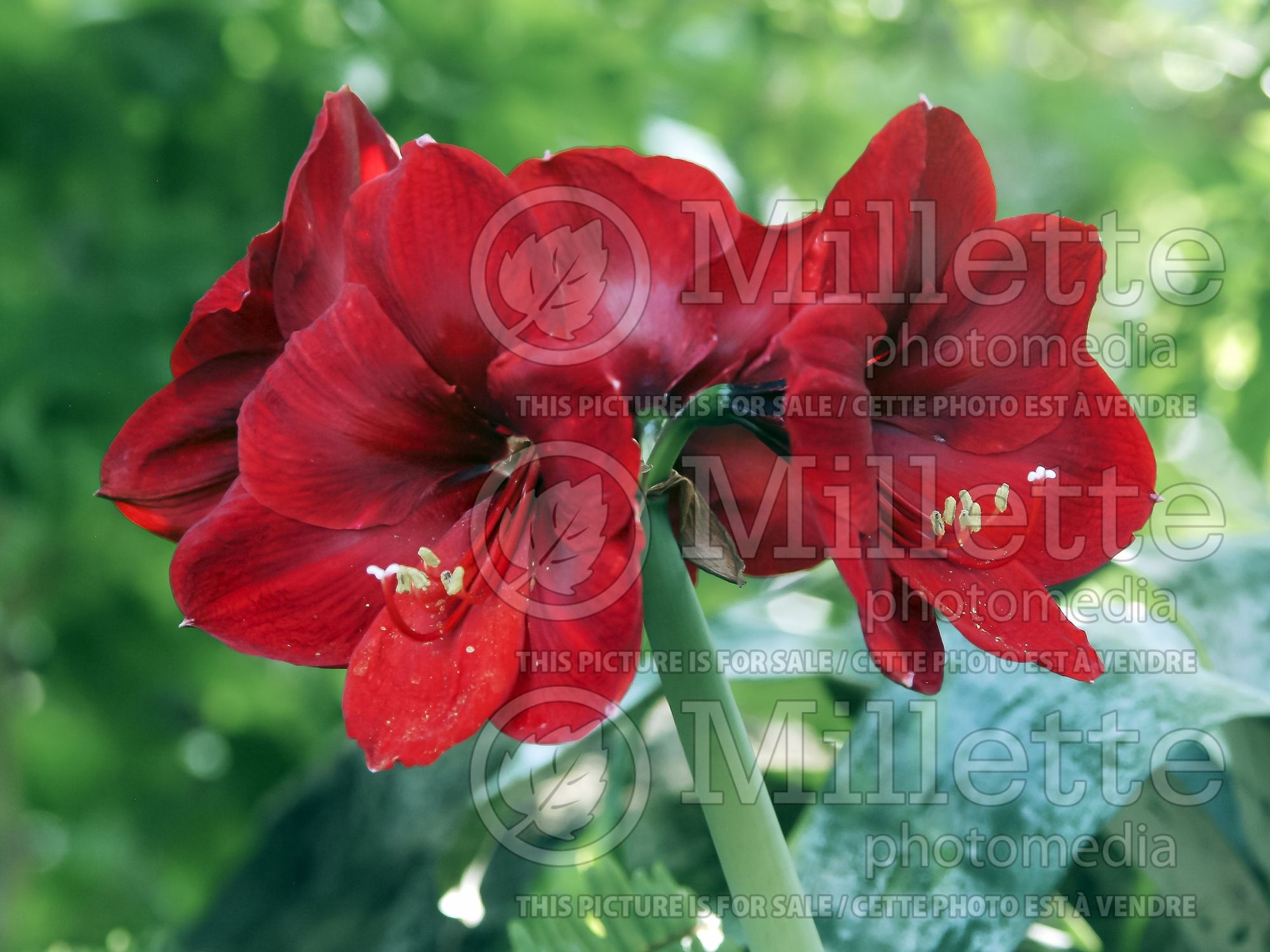 Hippeastrum aka Amaryllis Royal Velvet (Amaryllis) 2