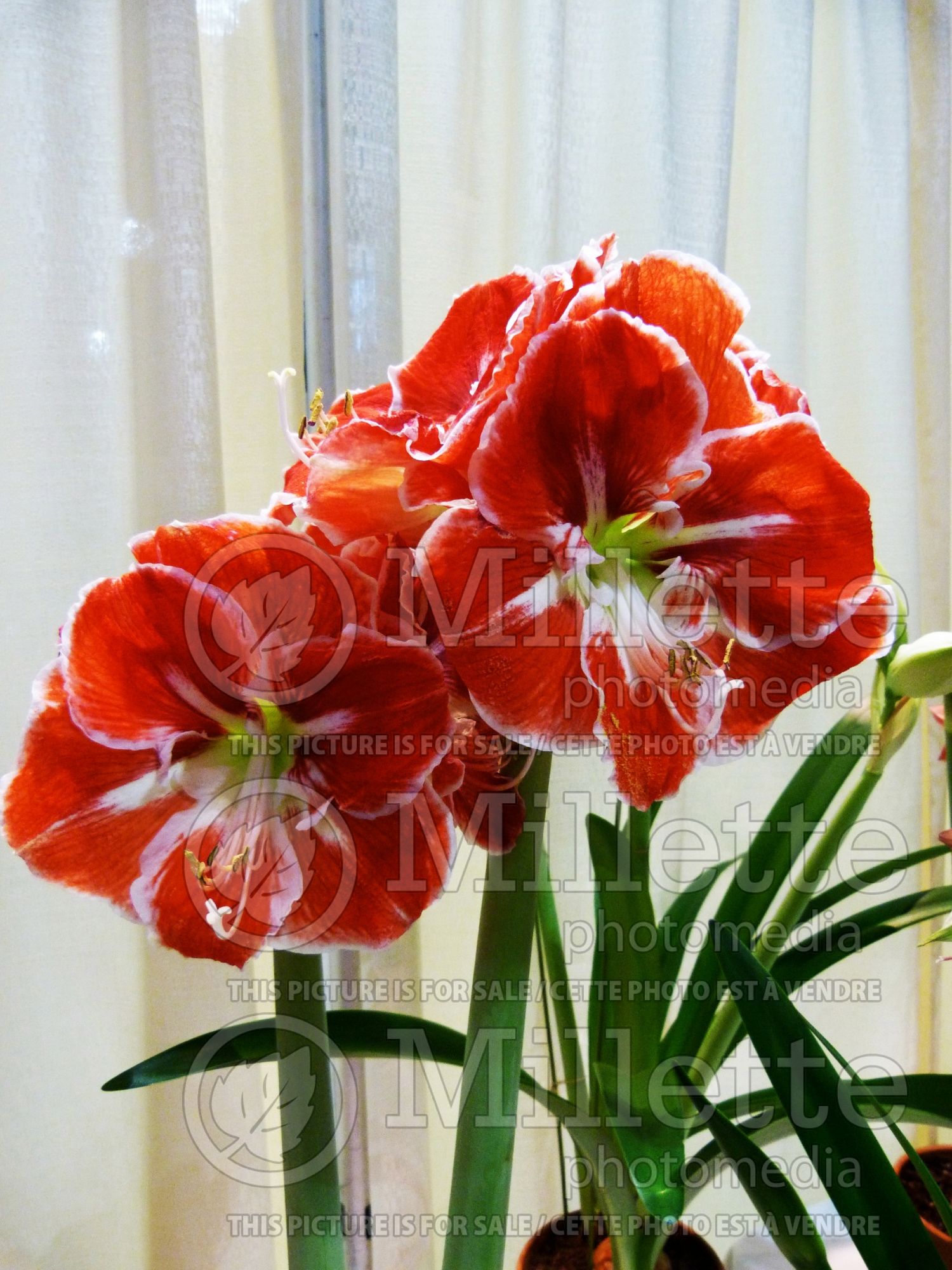 Hippeastrum aka Amaryllis Samba (Amaryllis) 1