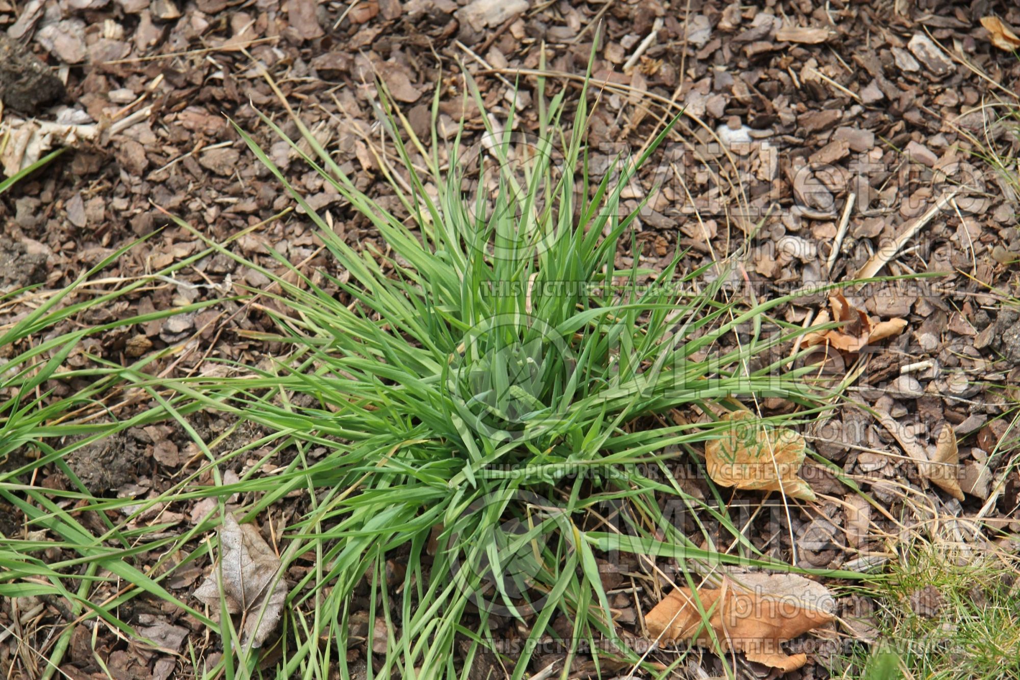 Hordeum hystrix (Mediterranean Barley-grass) 1