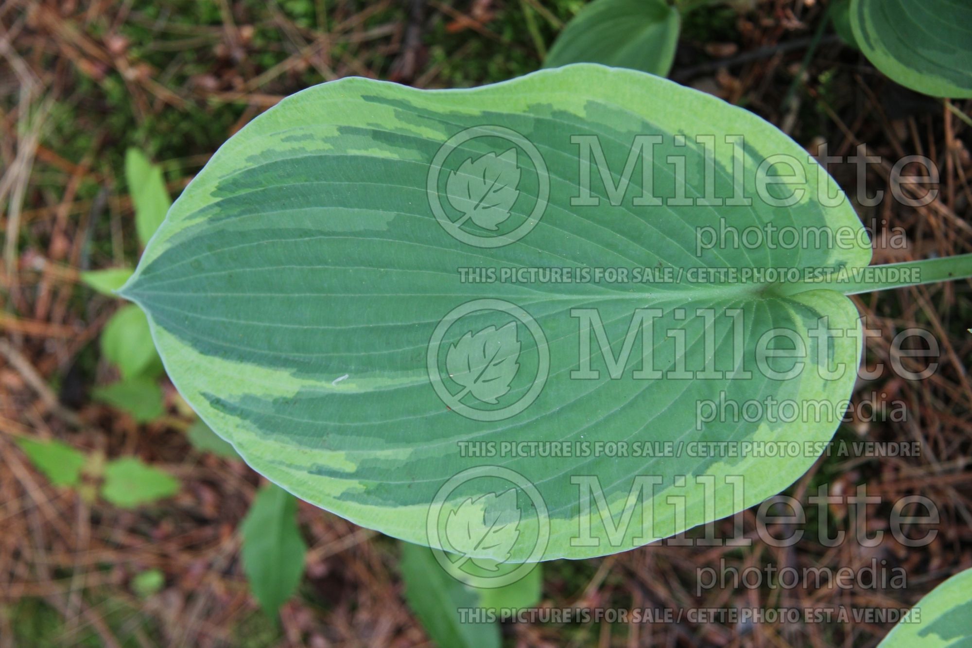 Hosta American Halo (Hosta funkia august lily) 5