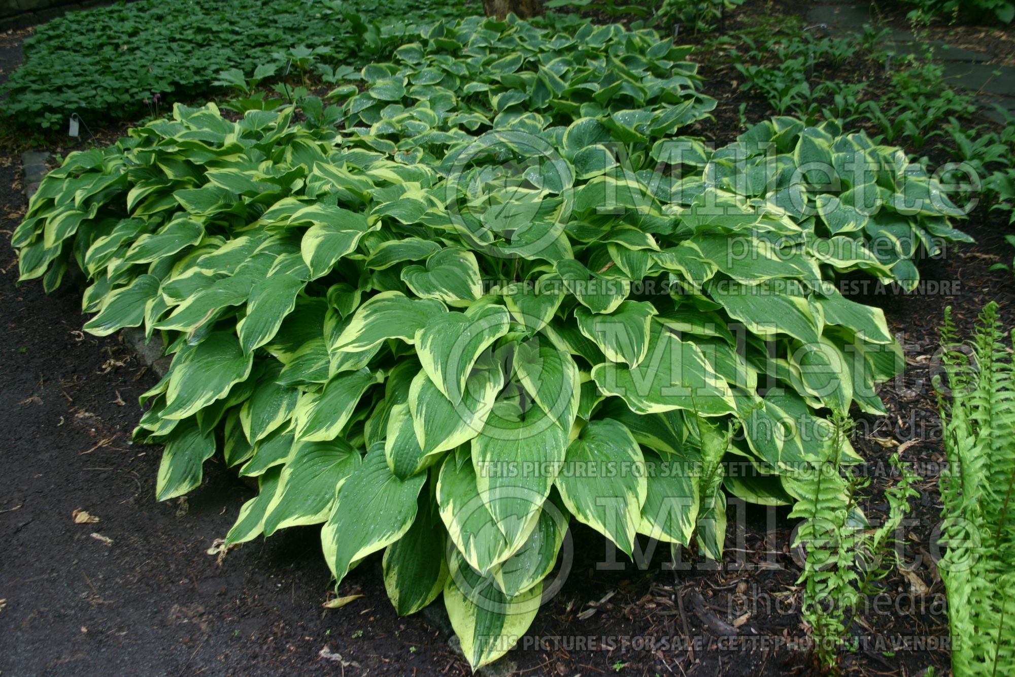 Hosta Antioch (Hosta funkia august lily) 3