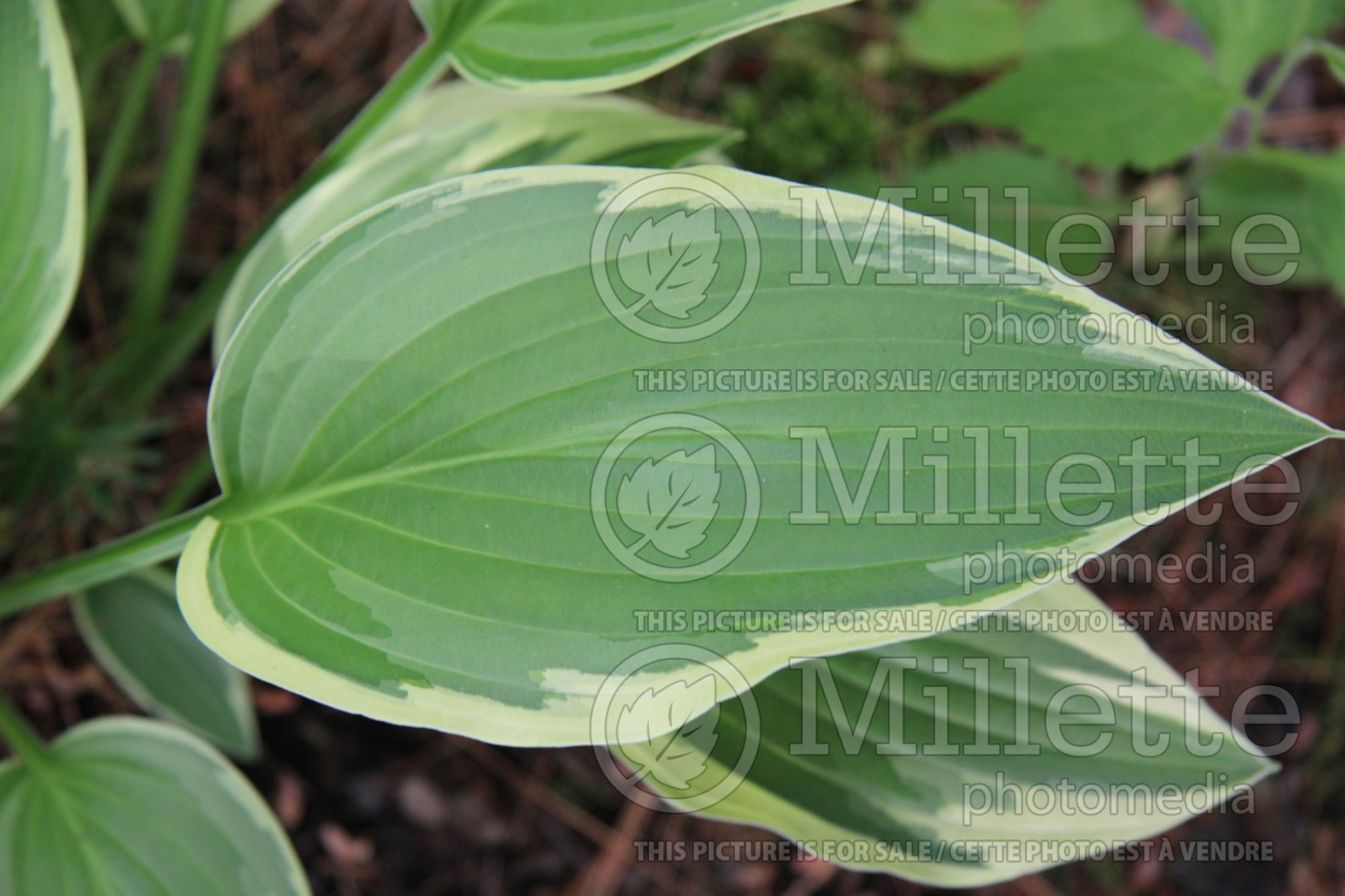 Hosta Antioch (Hosta funkia august lily) 7
