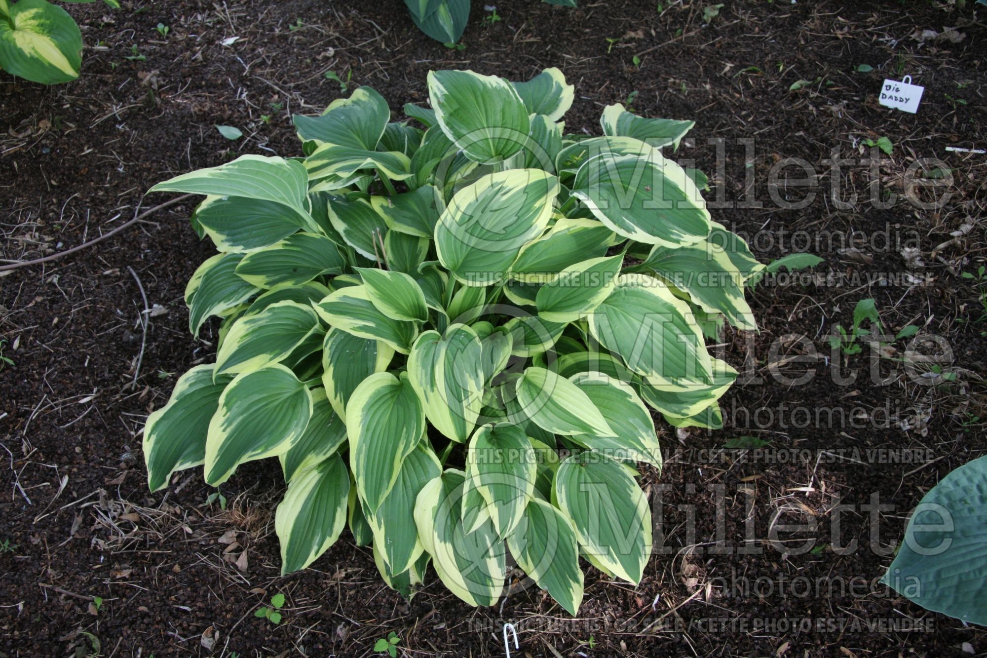 Hosta Antioch (Hosta funkia august lily) 2