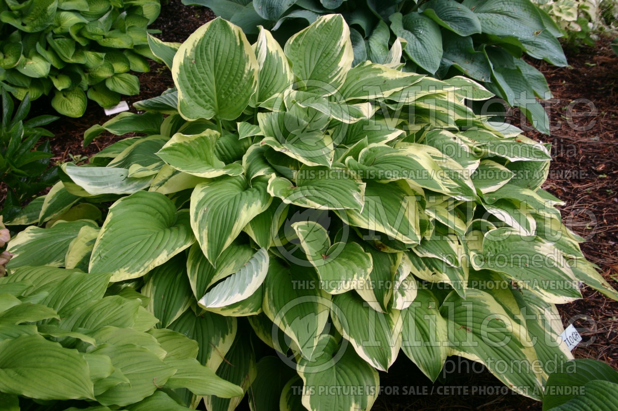 Hosta Antioch (Hosta funkia august lily) 4