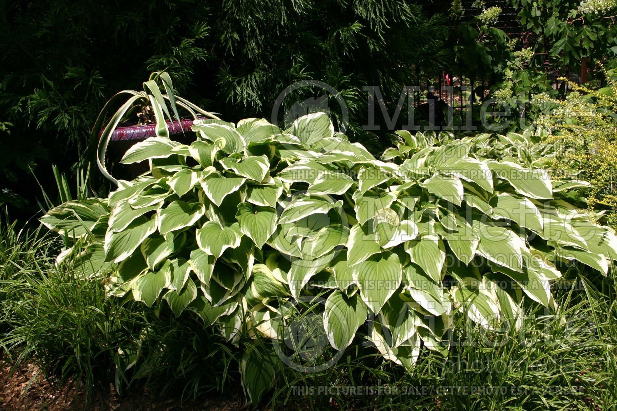 Hosta Antioch (Hosta funkia august lily) 5