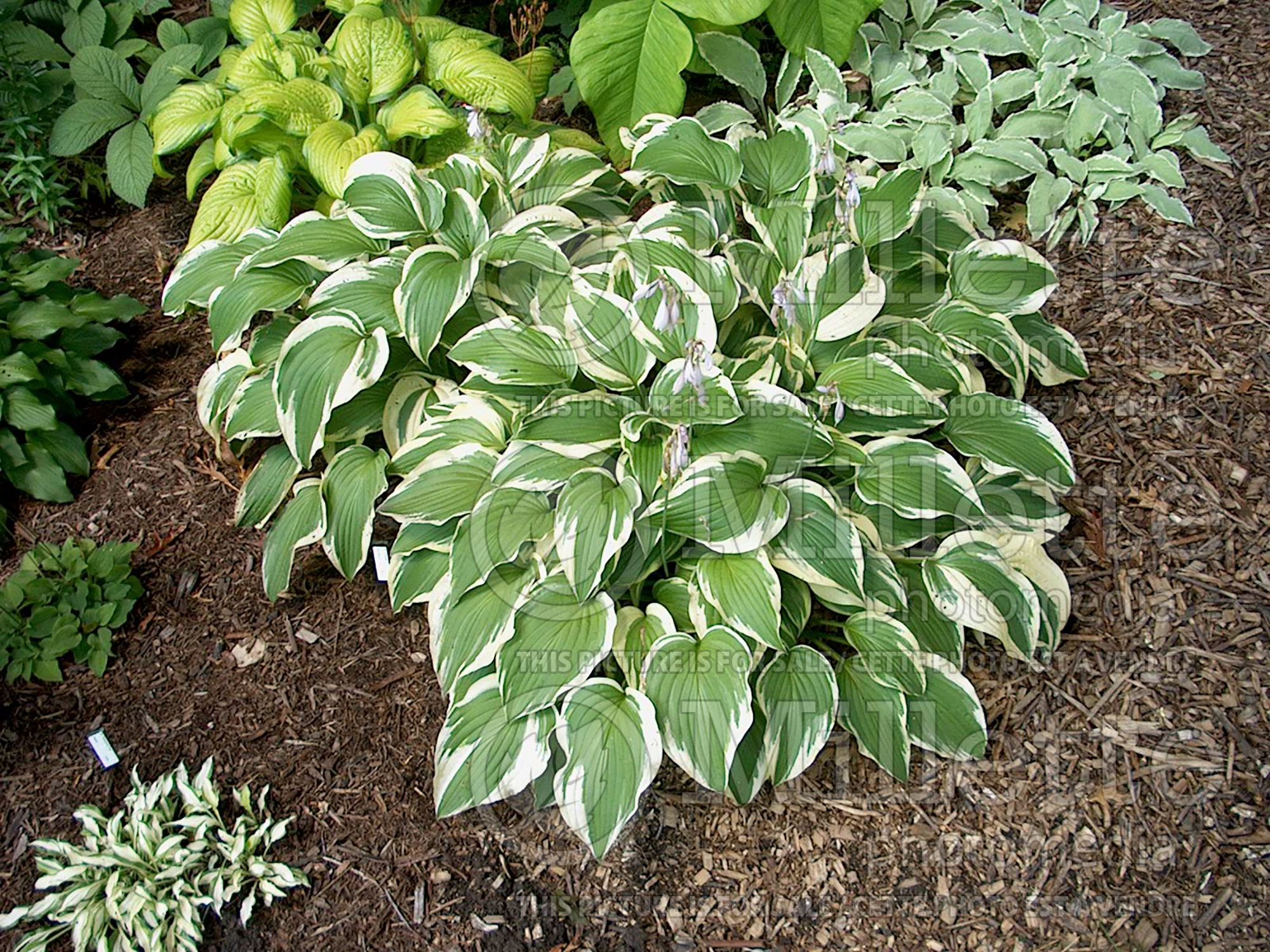 Hosta Antioch (Hosta funkia august lily) 6