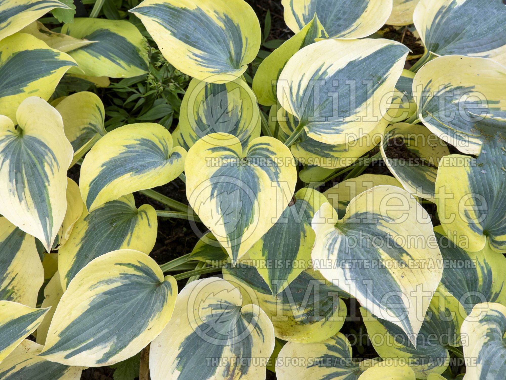 Hosta Autumn Frost (Hosta funkia august lily) 7
