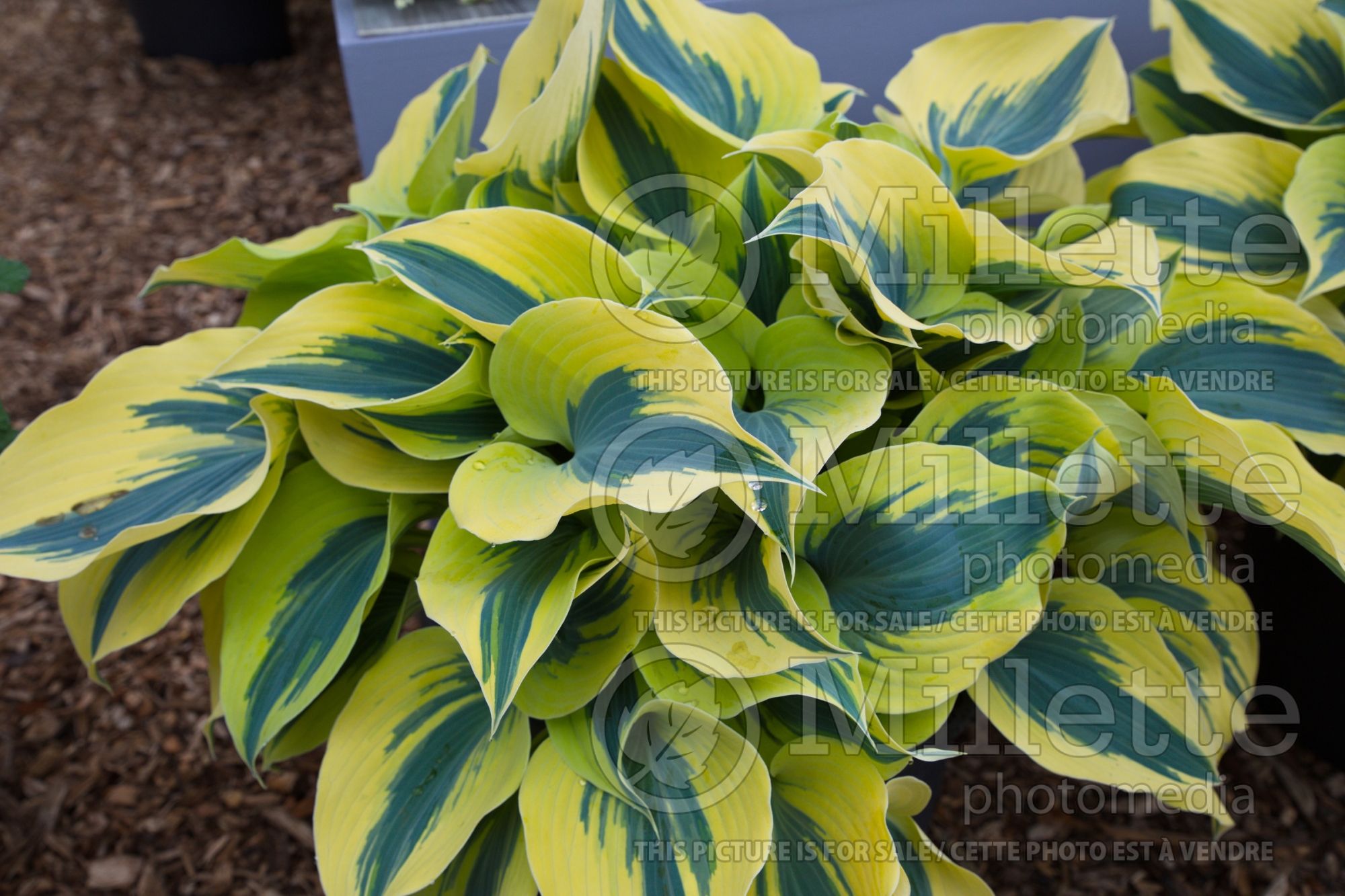 Hosta Autumn Frost (Hosta funkia august lily) 6