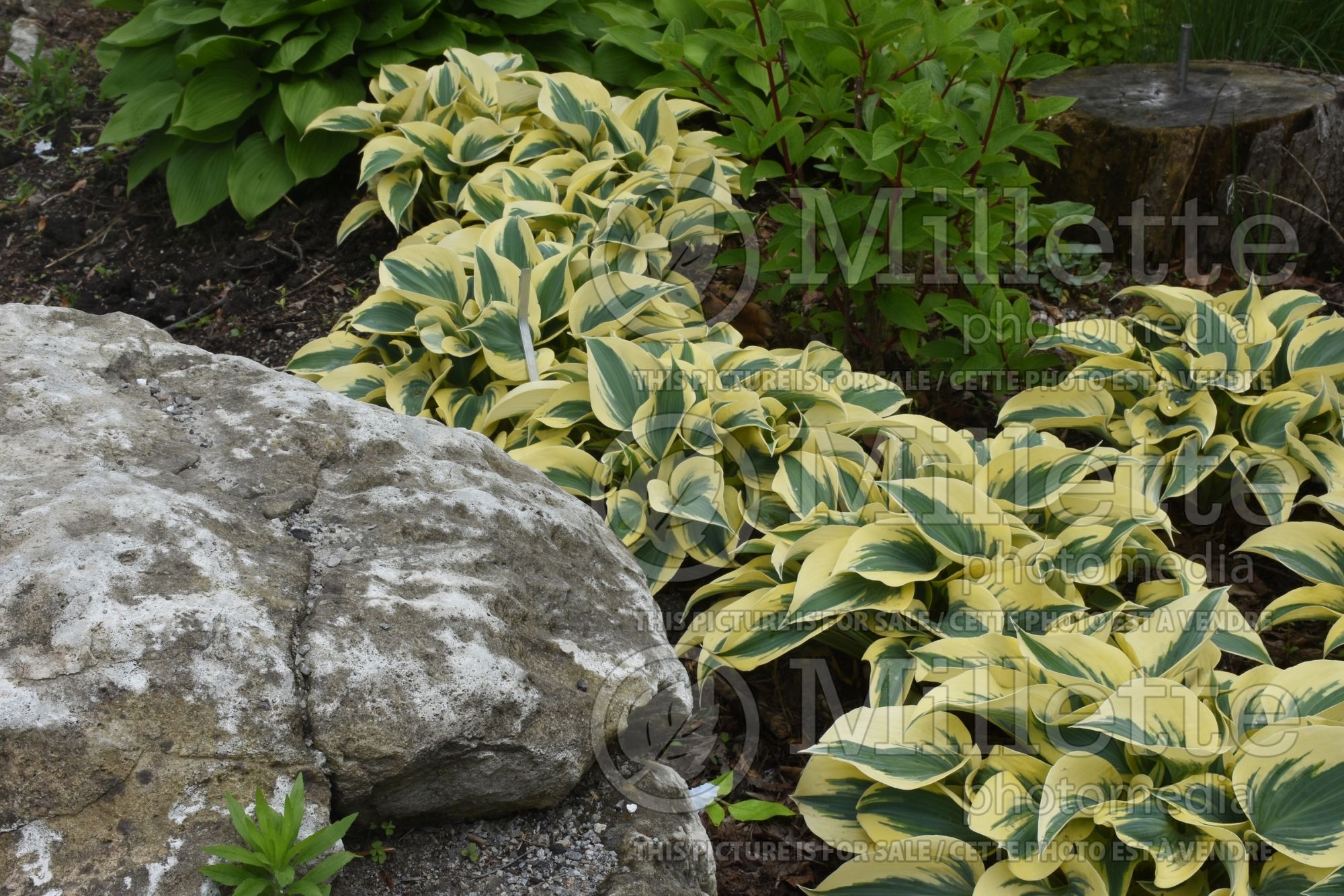 Hosta Autumn Frost (Hosta funkia august lily) 5