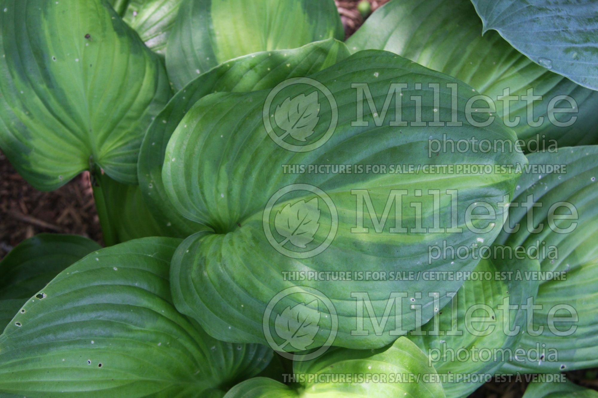 Hosta Avocado (Hosta funkia august lily) 3