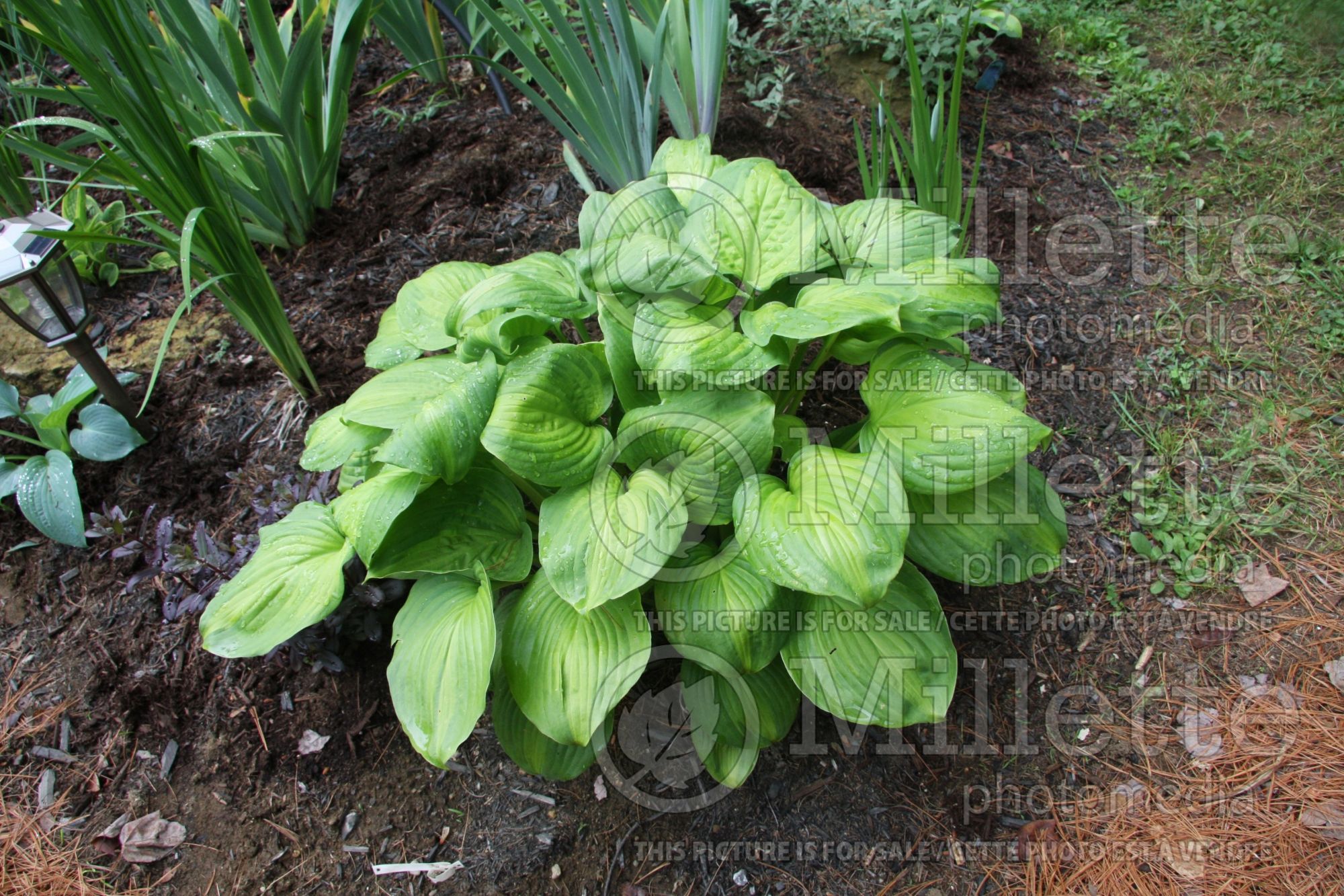 Hosta Avocado (Hosta funkia august lily) 4