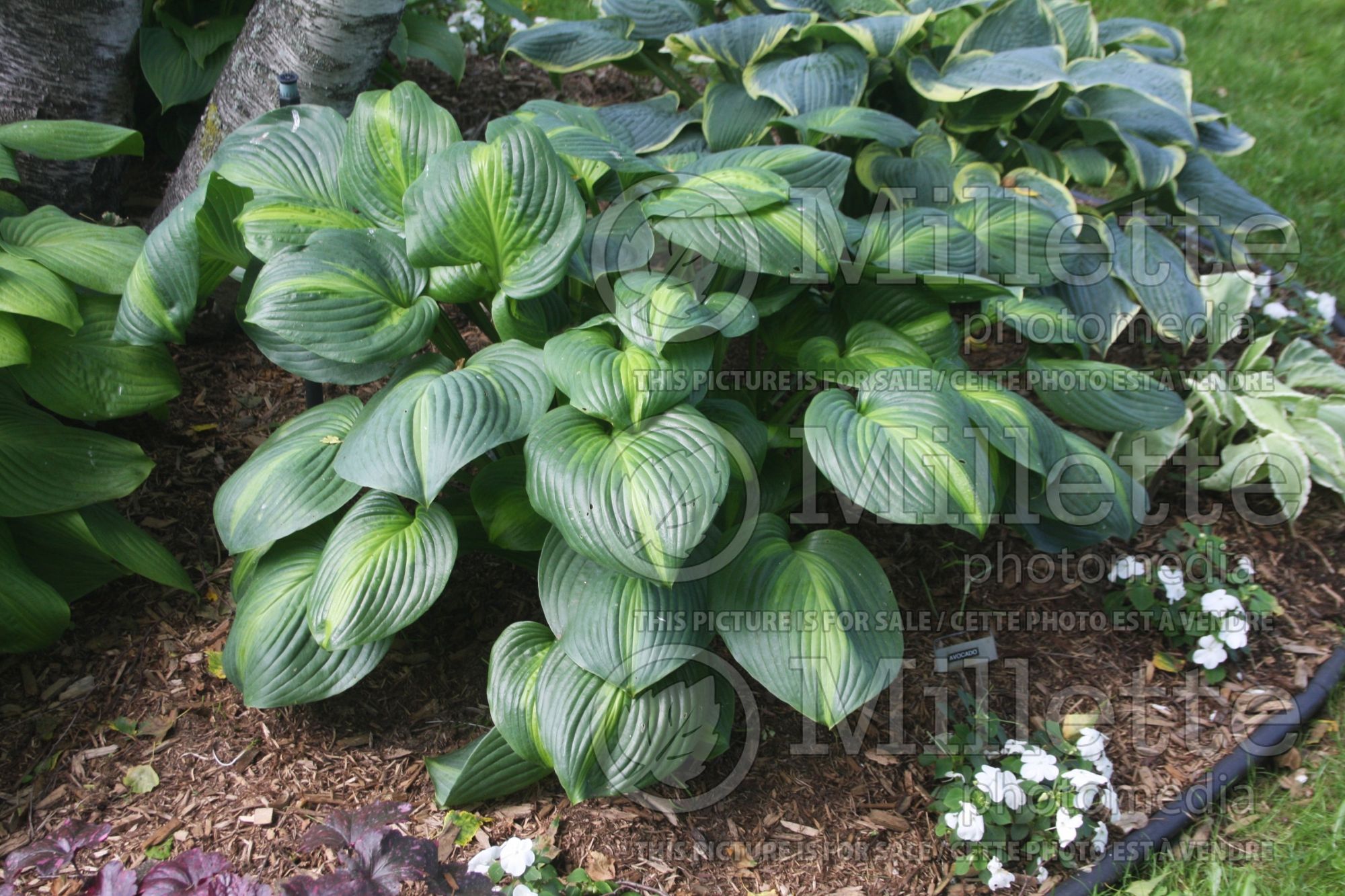 Hosta Avocado (Hosta funkia august lily) 5
