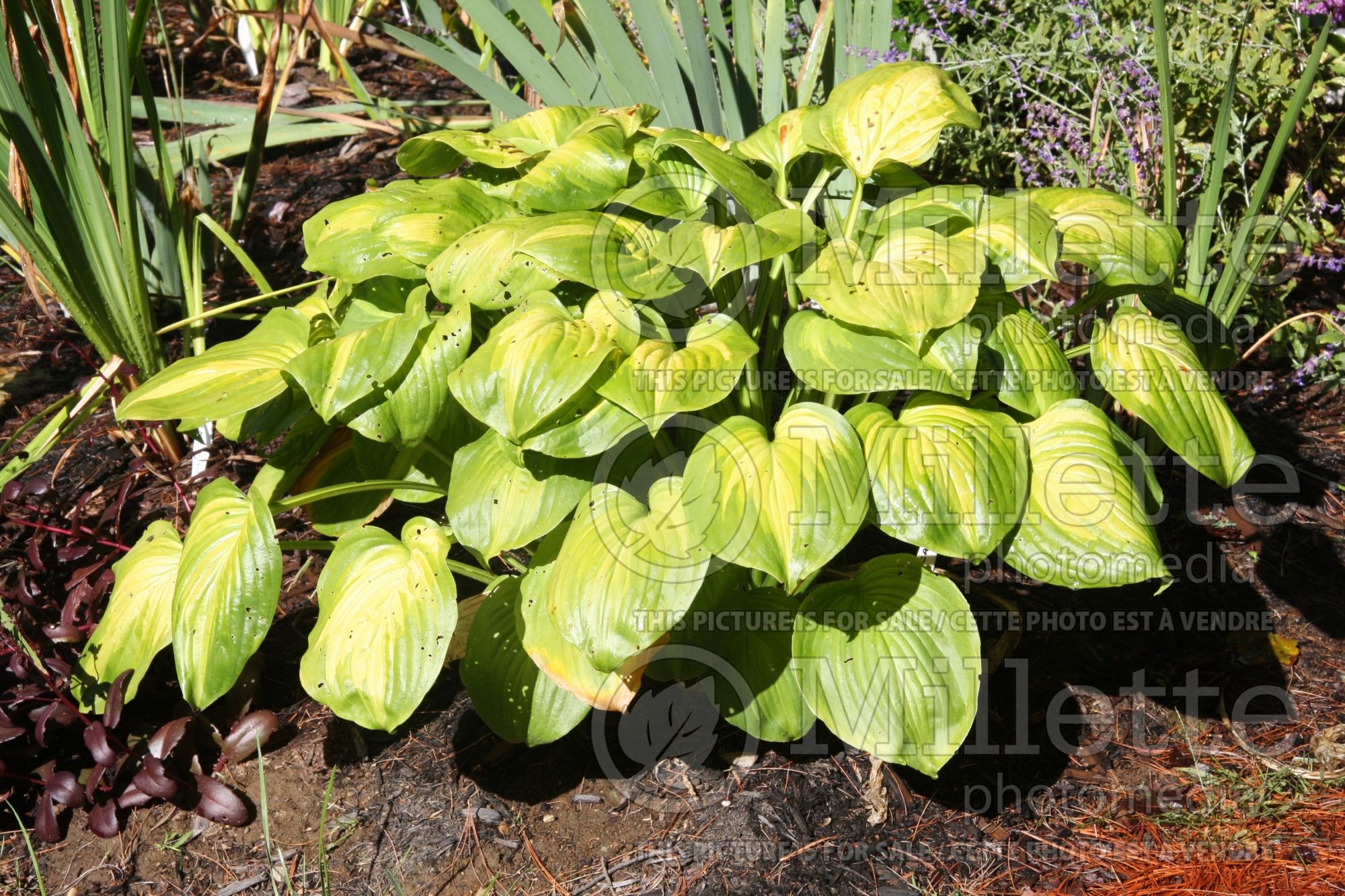 Hosta Avocado (Hosta funkia august lily) 2
