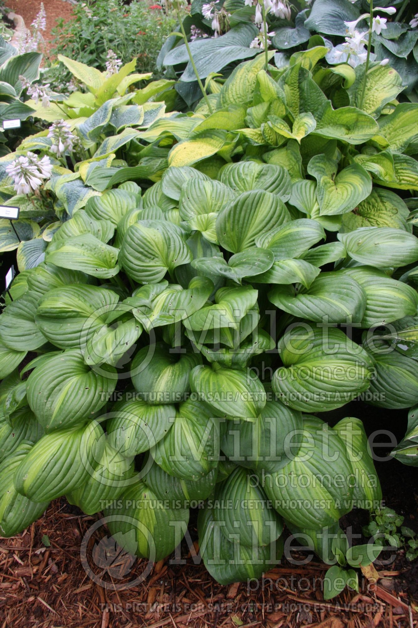 Hosta Avocado (Hosta funkia august lily) 7