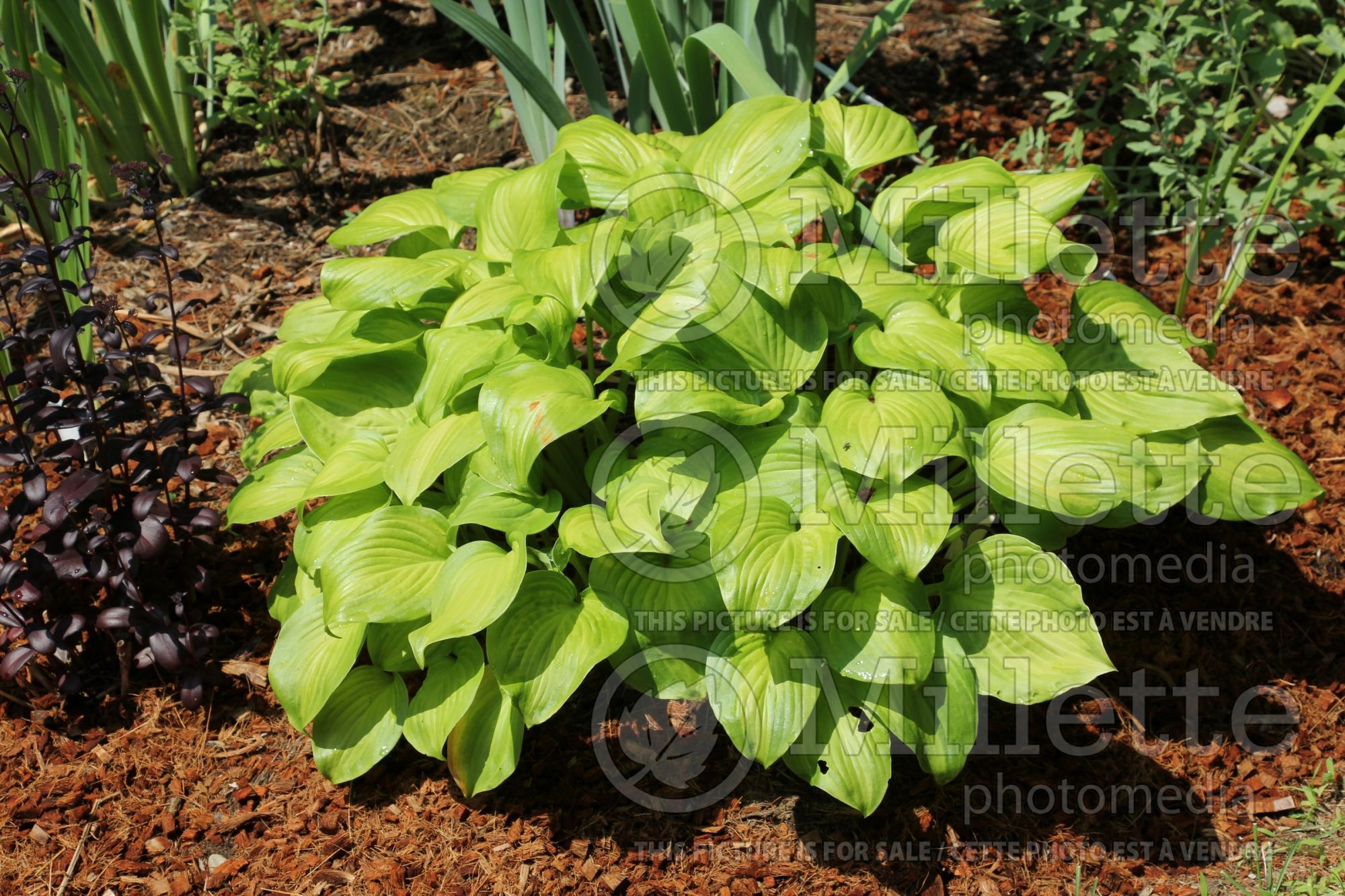Hosta Avocado (Hosta funkia august lily) 6