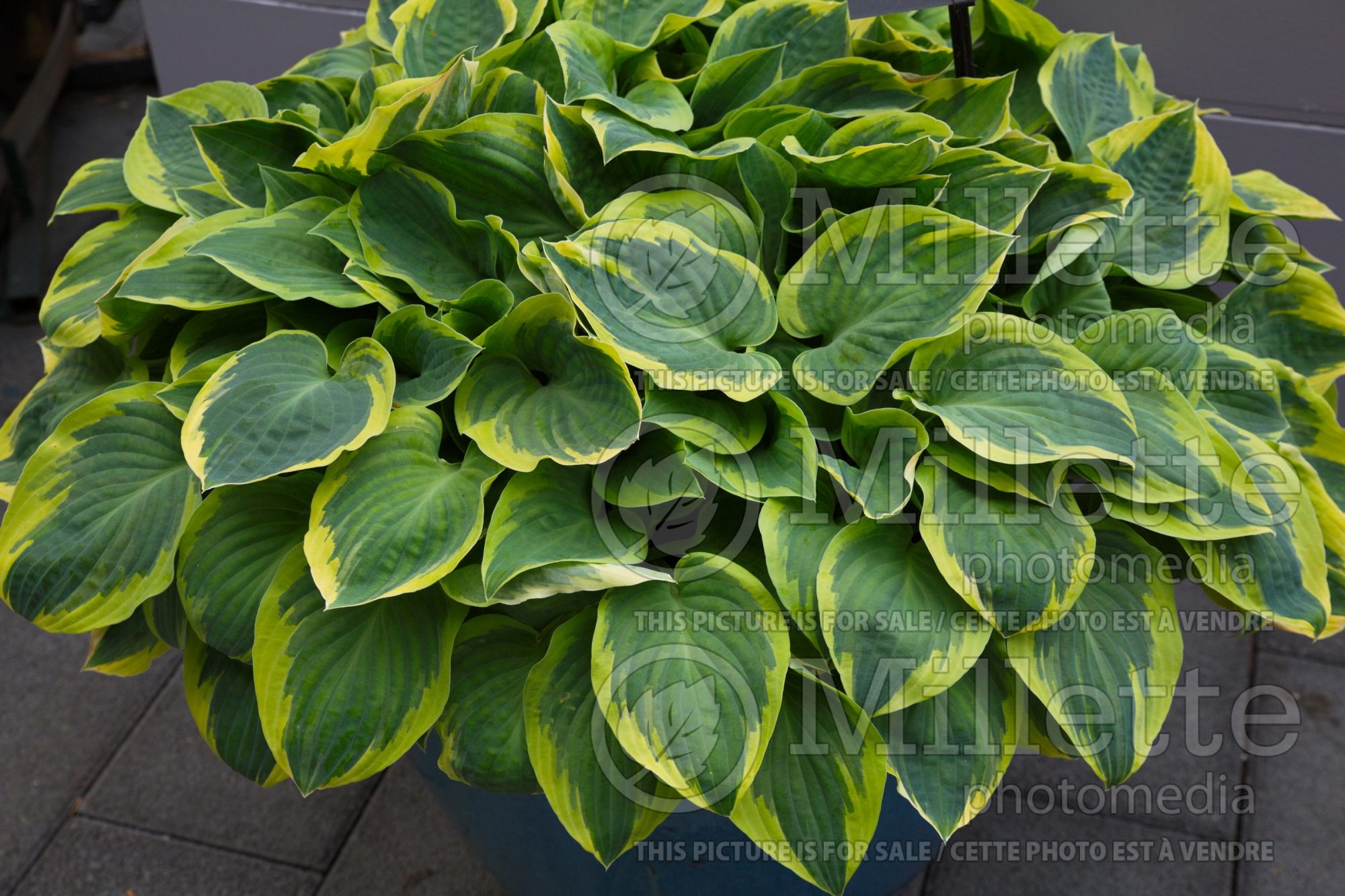 Hosta Bedazzled (Hosta funkia august lily) 2