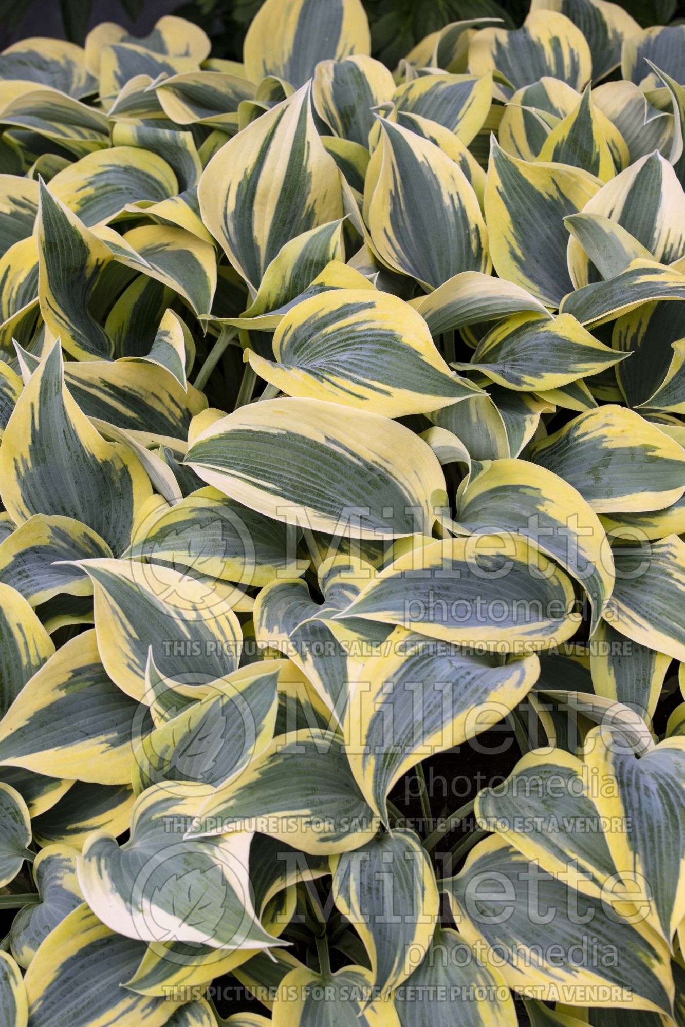 Hosta Ben Vernooij (Hosta funkia august lily) 3