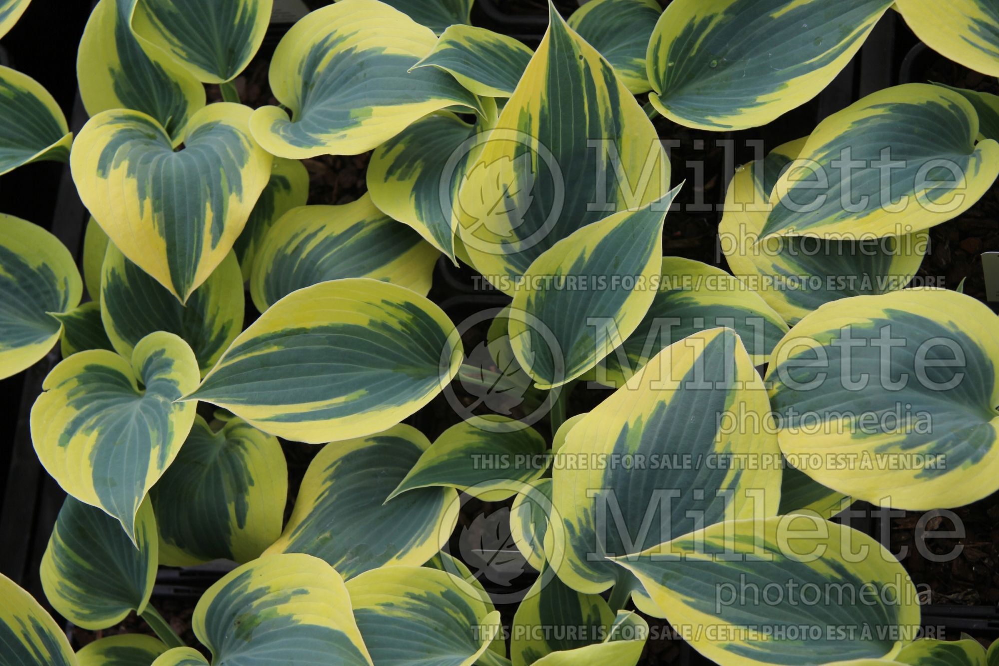 Hosta Ben Vernooij (Hosta funkia august lily) 1
