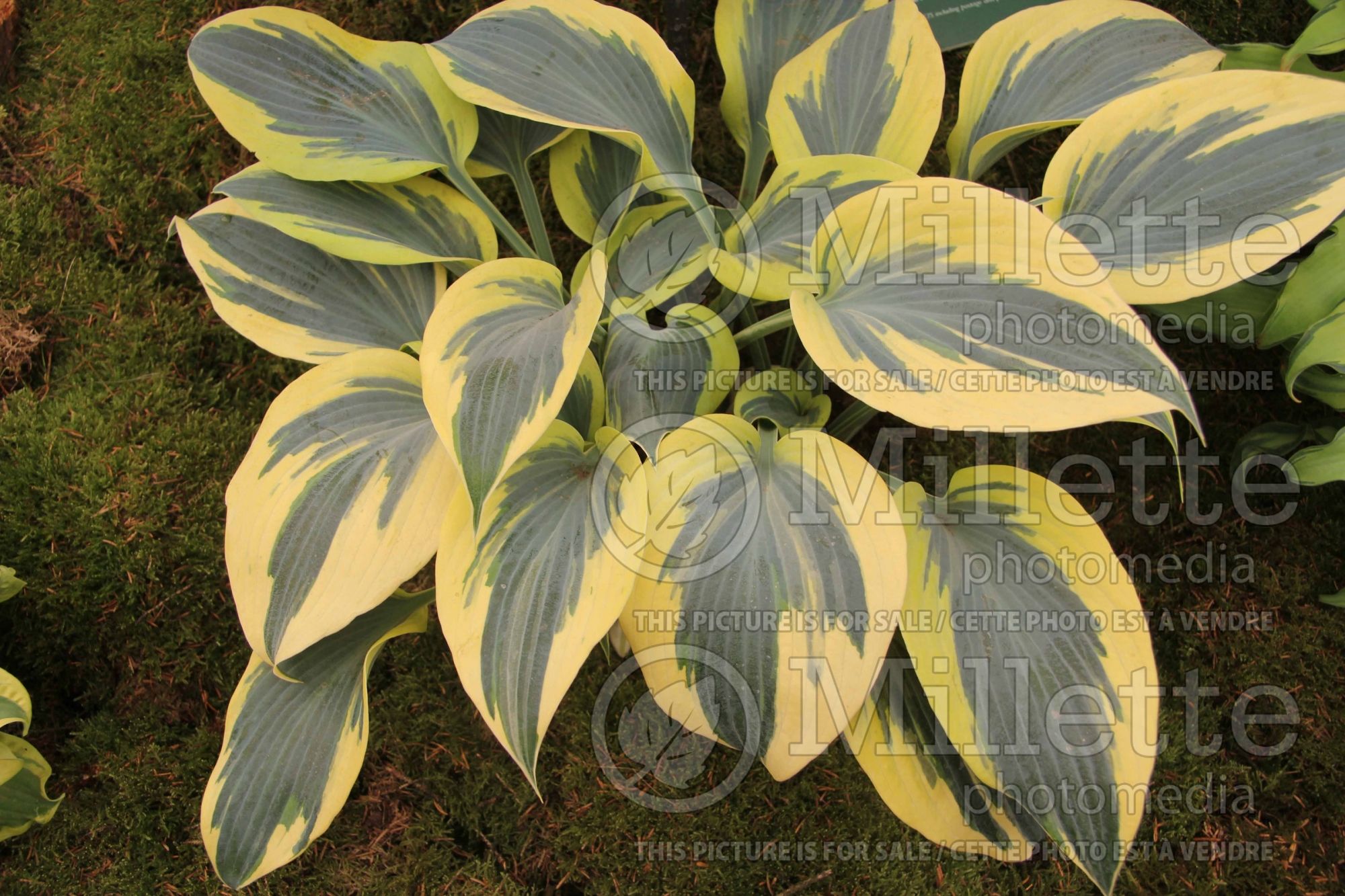 Hosta Ben Vernooij (Hosta funkia august lily) 2